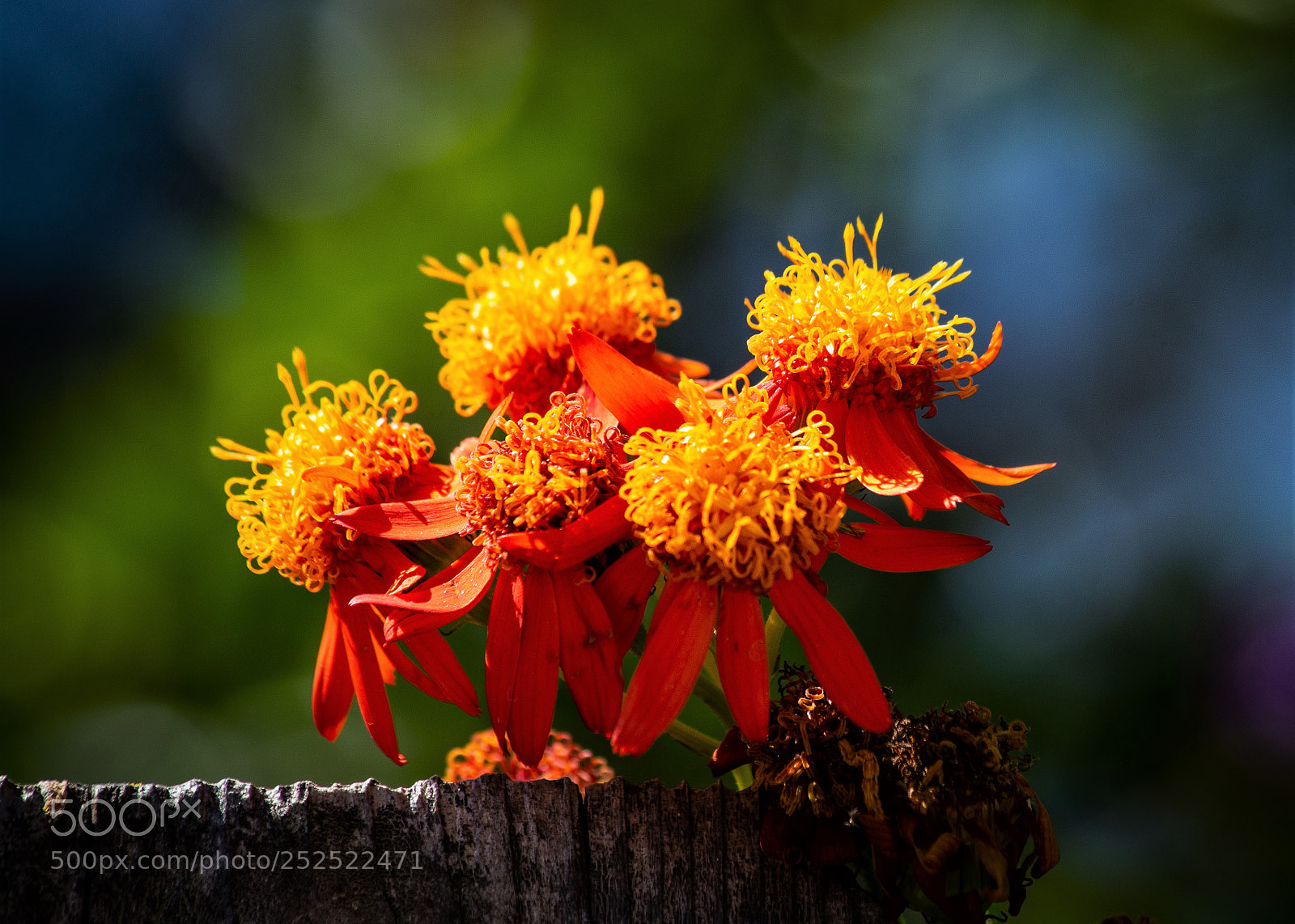 Pentax K-50 sample photo. Above the fence photography