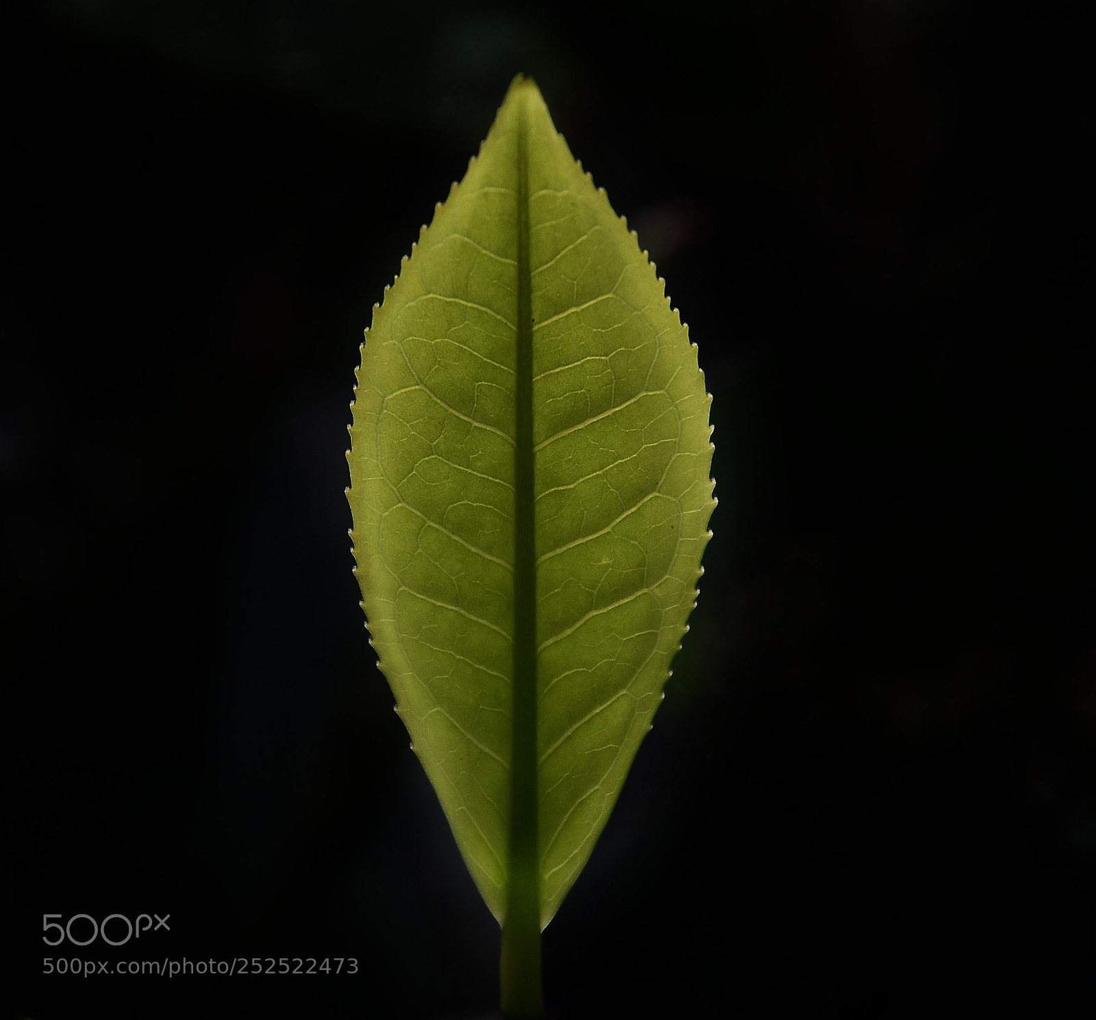 Nikon D7200 sample photo. Tea leaf photography