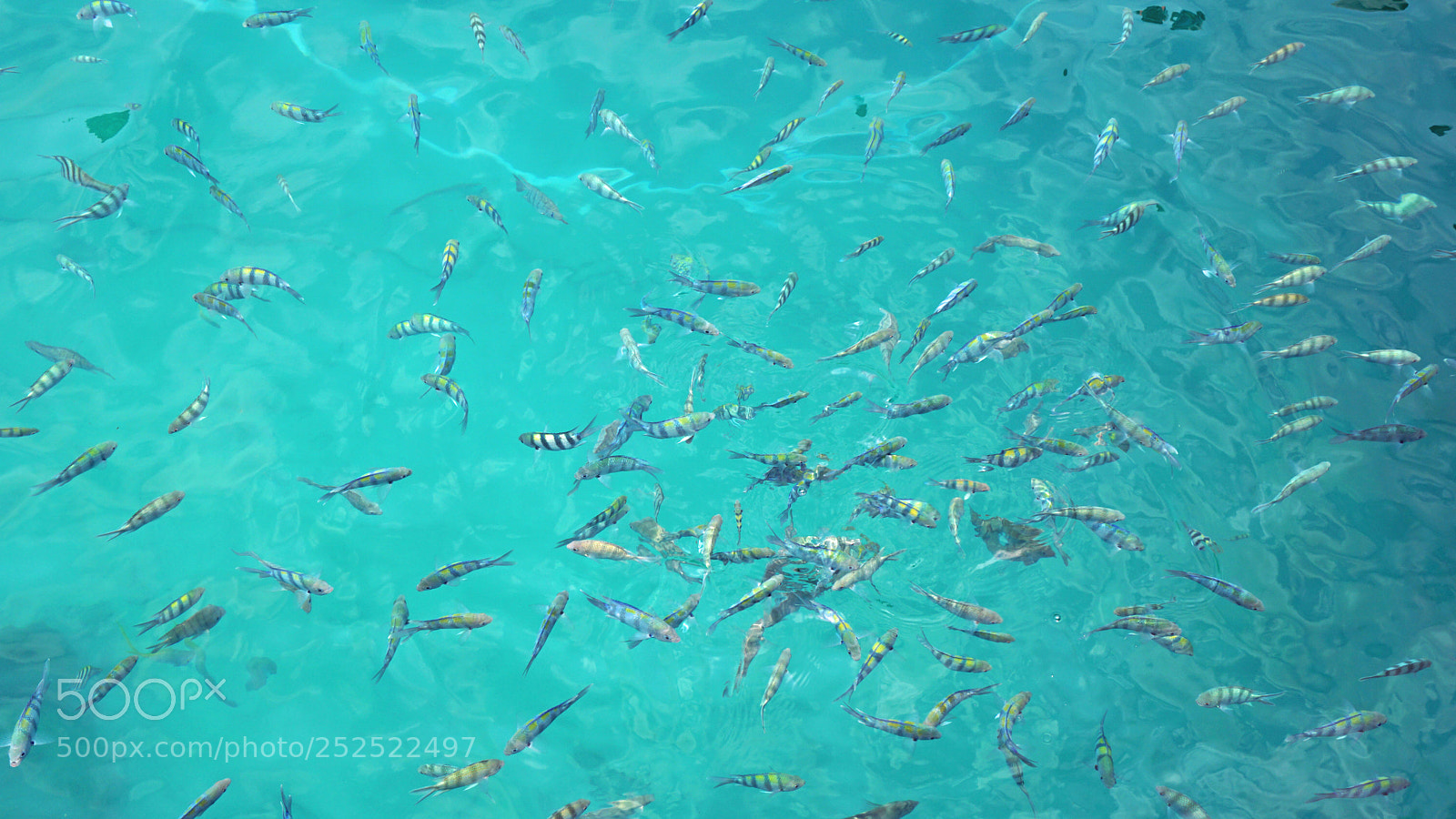 Sony a6000 sample photo. Underwater fish swarm photography