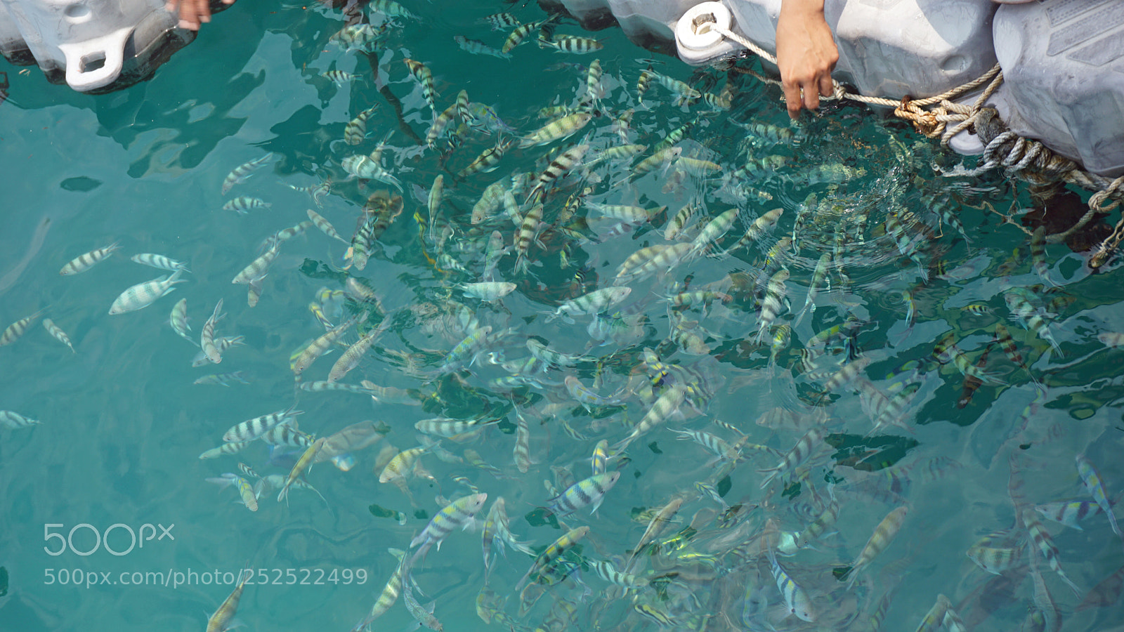 Sony a6000 sample photo. Underwater fish swarm photography