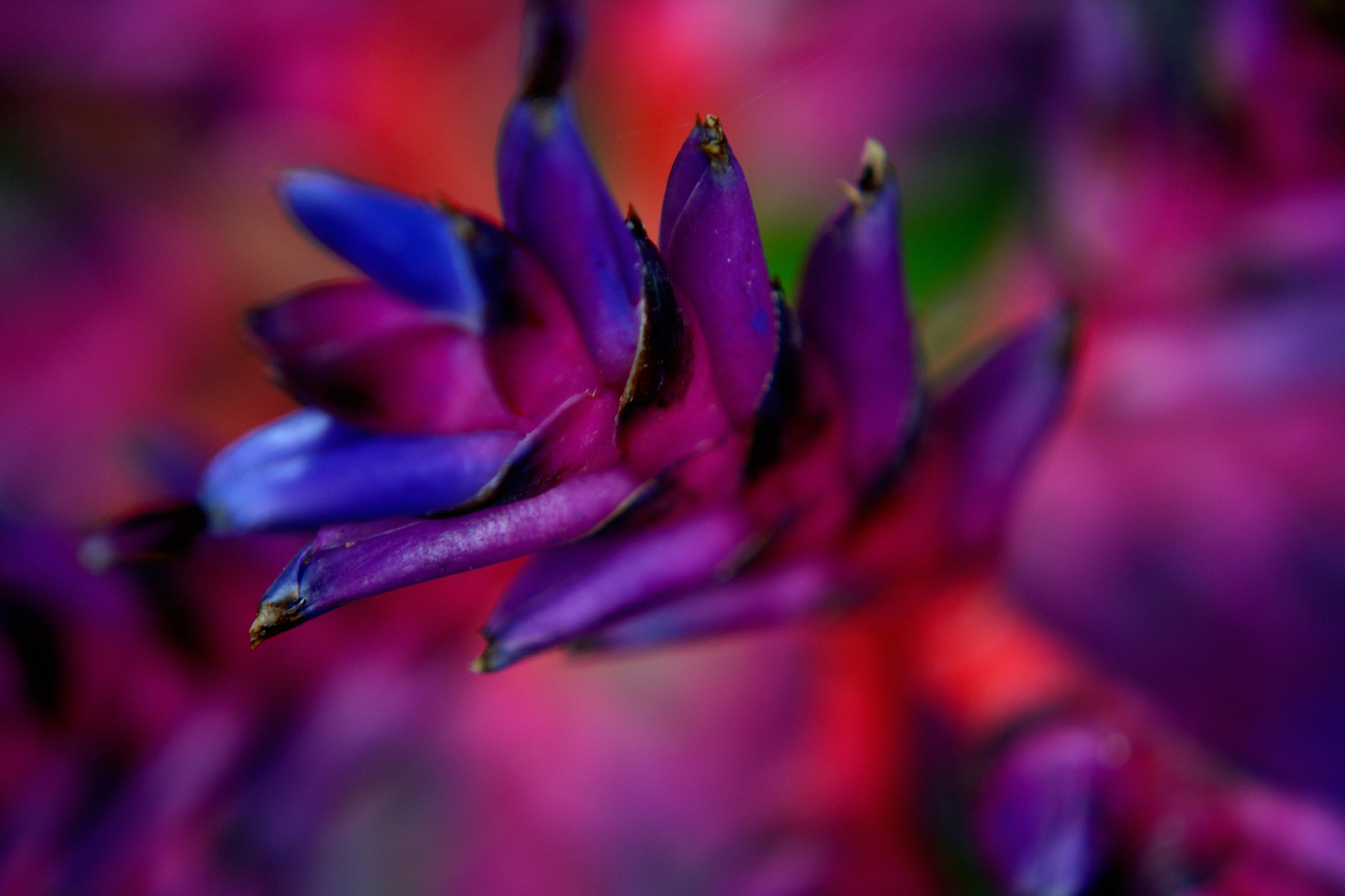 Nikon D7100 sample photo. Tropical colors photography