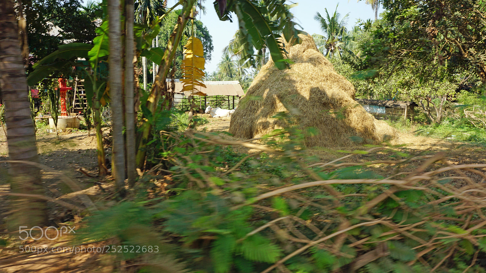 Sony a6000 sample photo. Araund battambang village photography