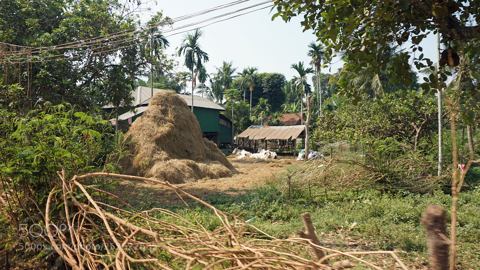 Sony a6000 sample photo. Araund battambang village photography