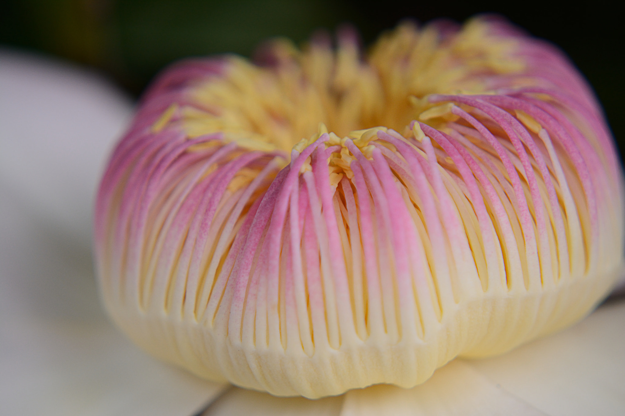 Nikon D7100 sample photo. Gustavia augusta photography