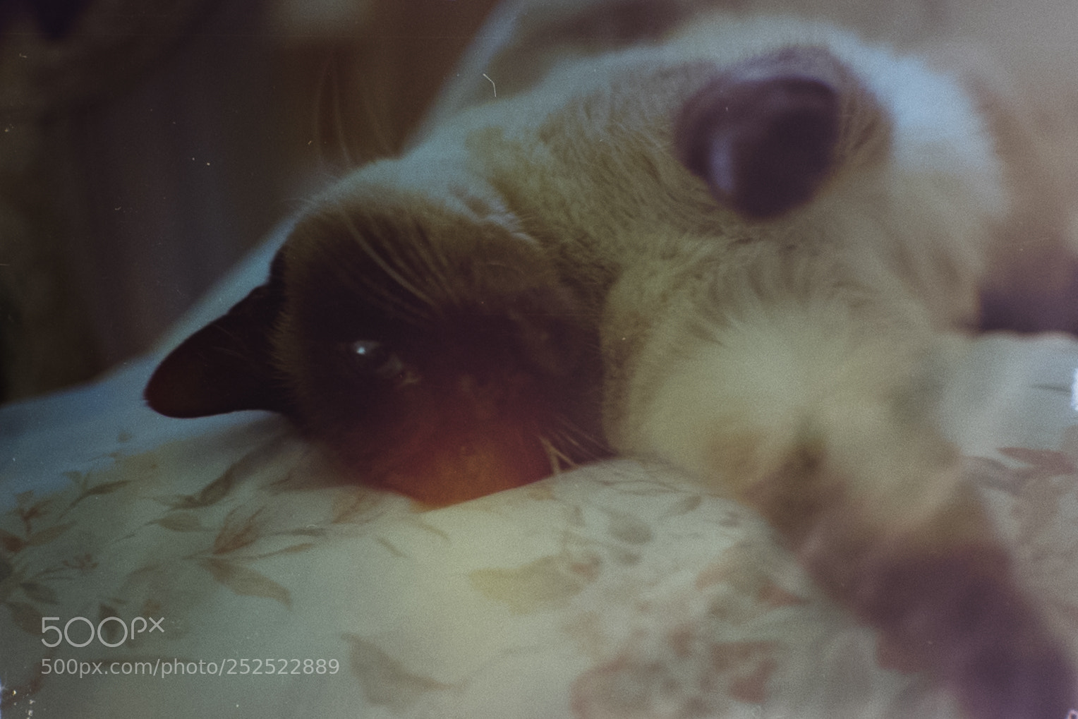 Nikon D3300 sample photo. Cat photography