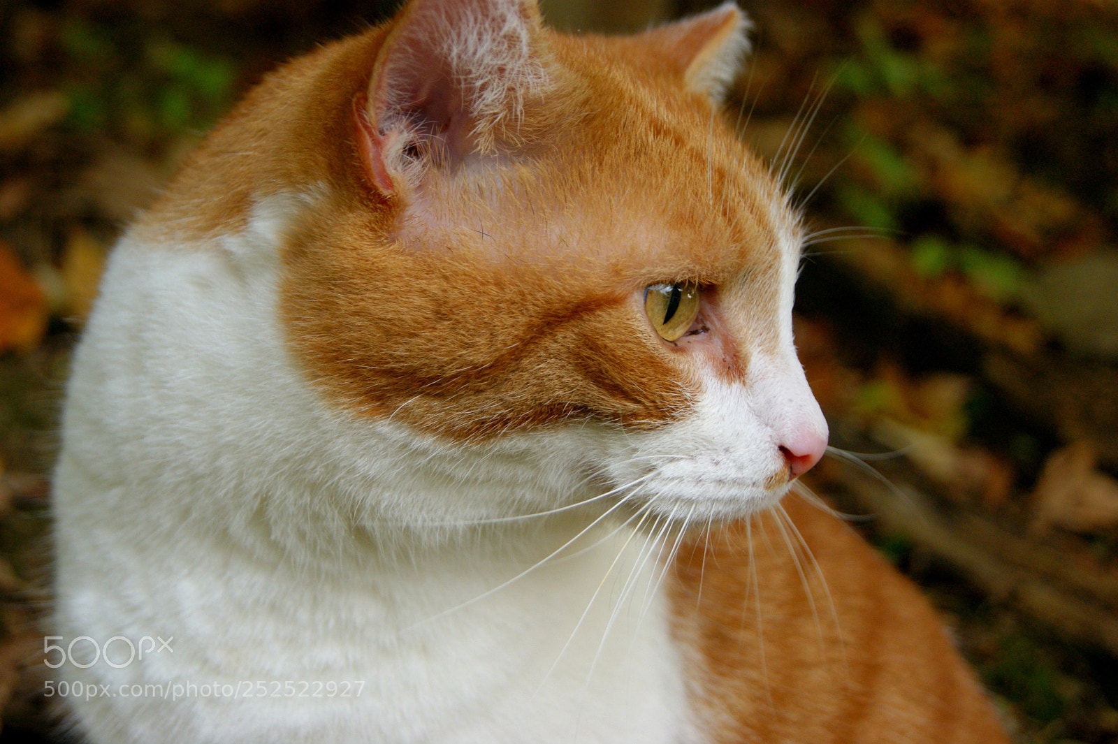 Sony Alpha DSLR-A390 sample photo. Ray of sunshine photography