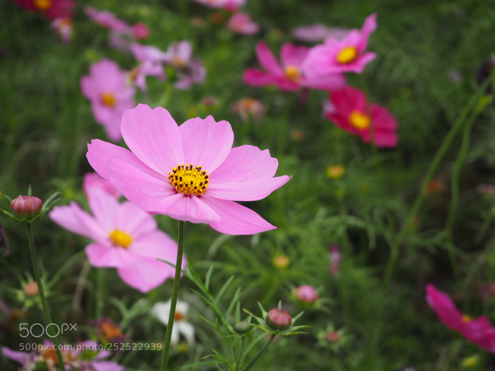 Olympus OM-D E-M10 sample photo. Untitled photography