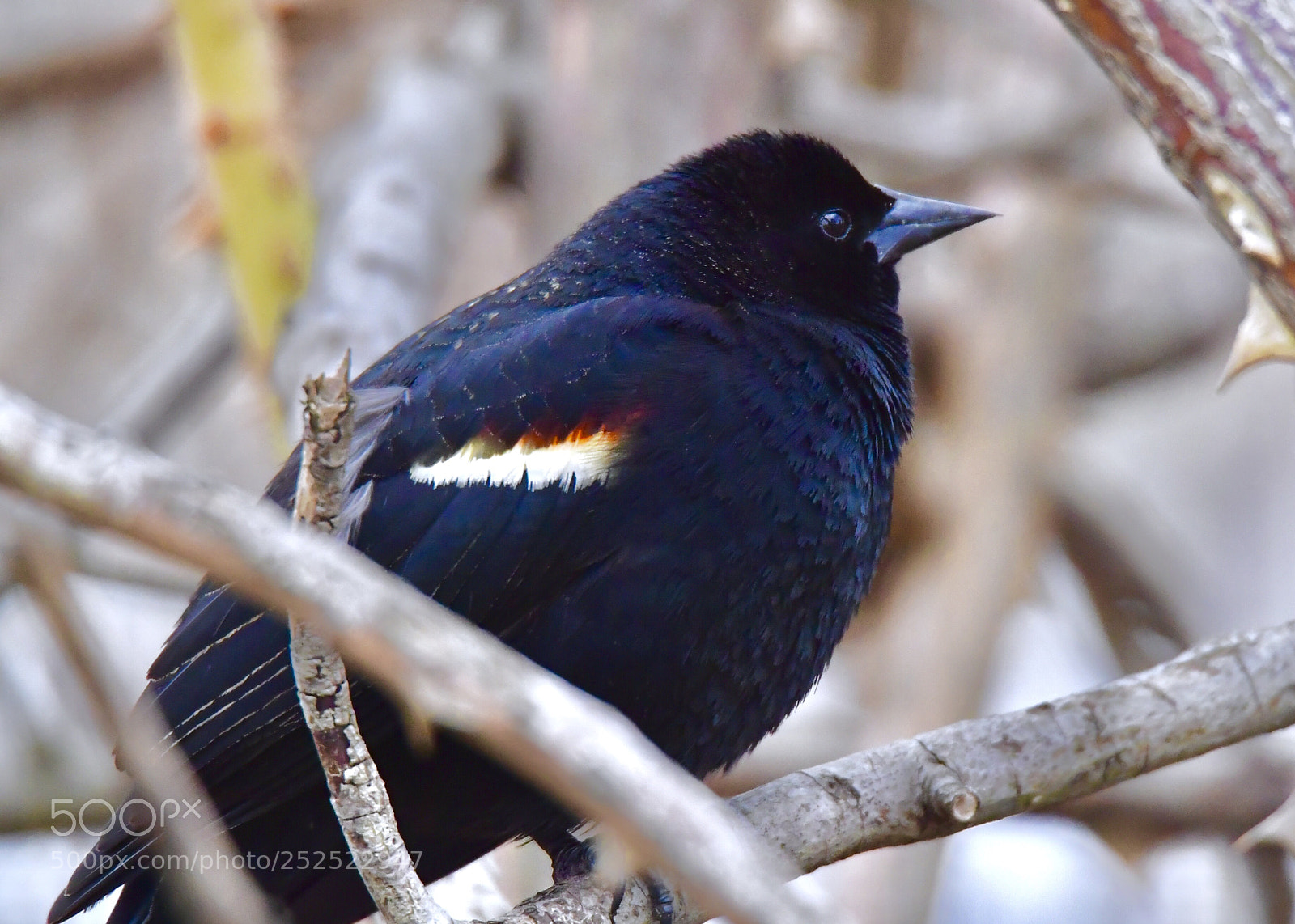 Nikon D5 sample photo. 紅翼黑鳥 red-winged blackbird photography