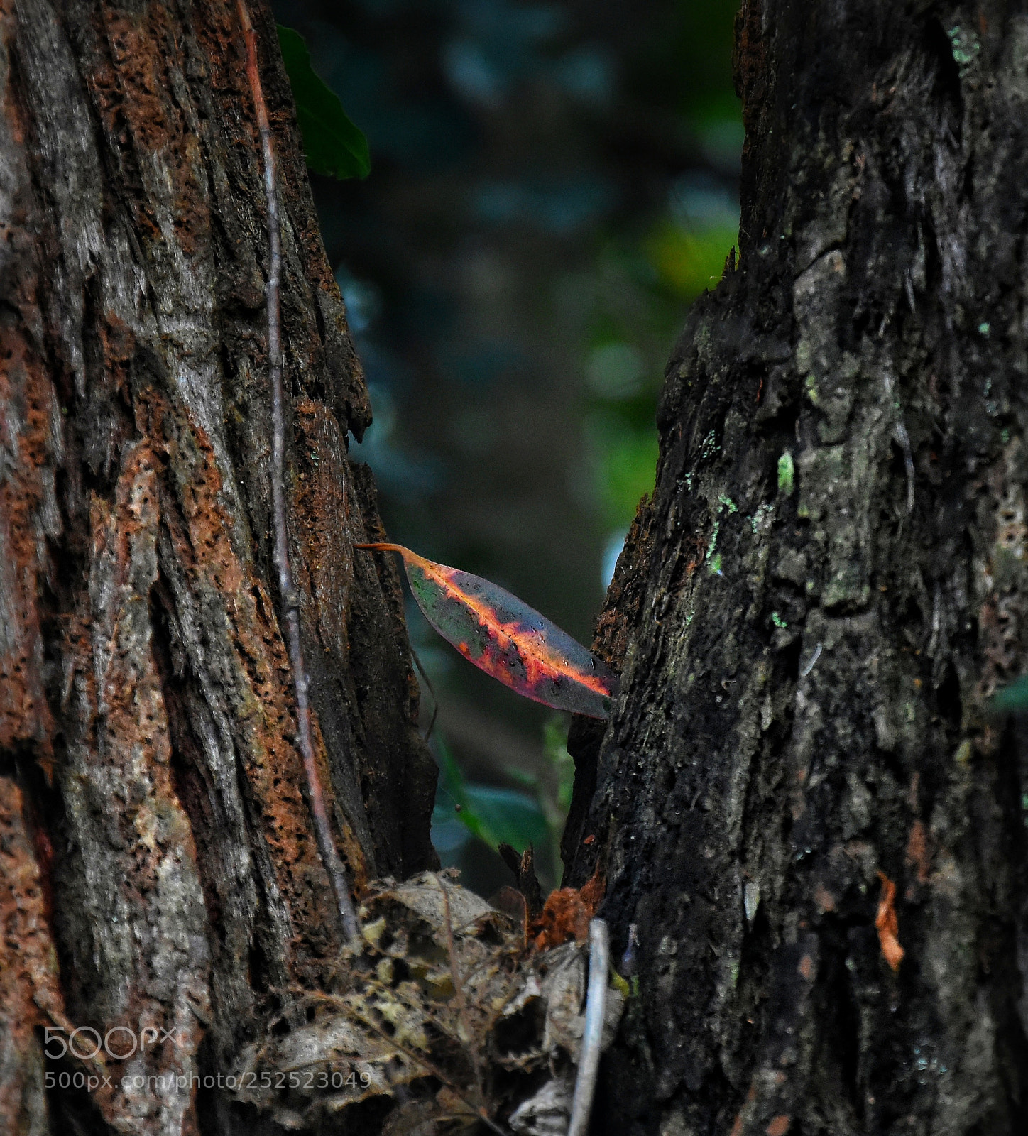 Nikon D7200 sample photo. Stuck photography