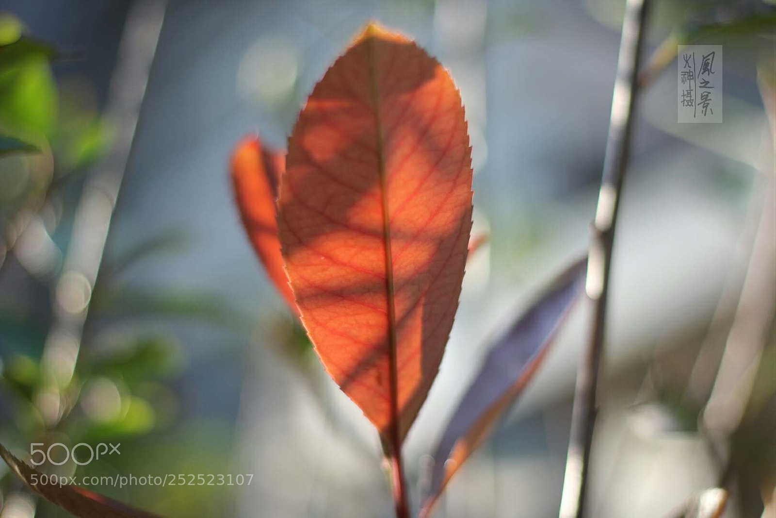Canon EOS 60D sample photo. 叶子 photography