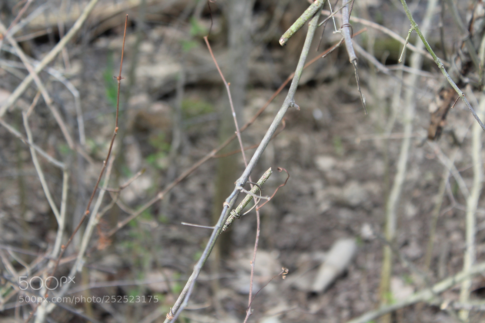 Canon EOS 1300D (EOS Rebel T6 / EOS Kiss X80) sample photo. Img photography