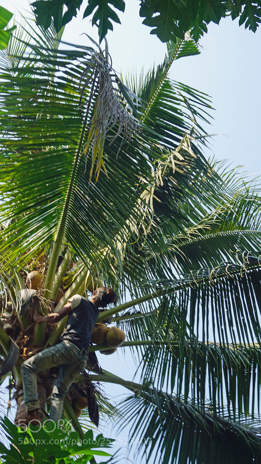 Sony a6000 sample photo. Cropping a coconut photography