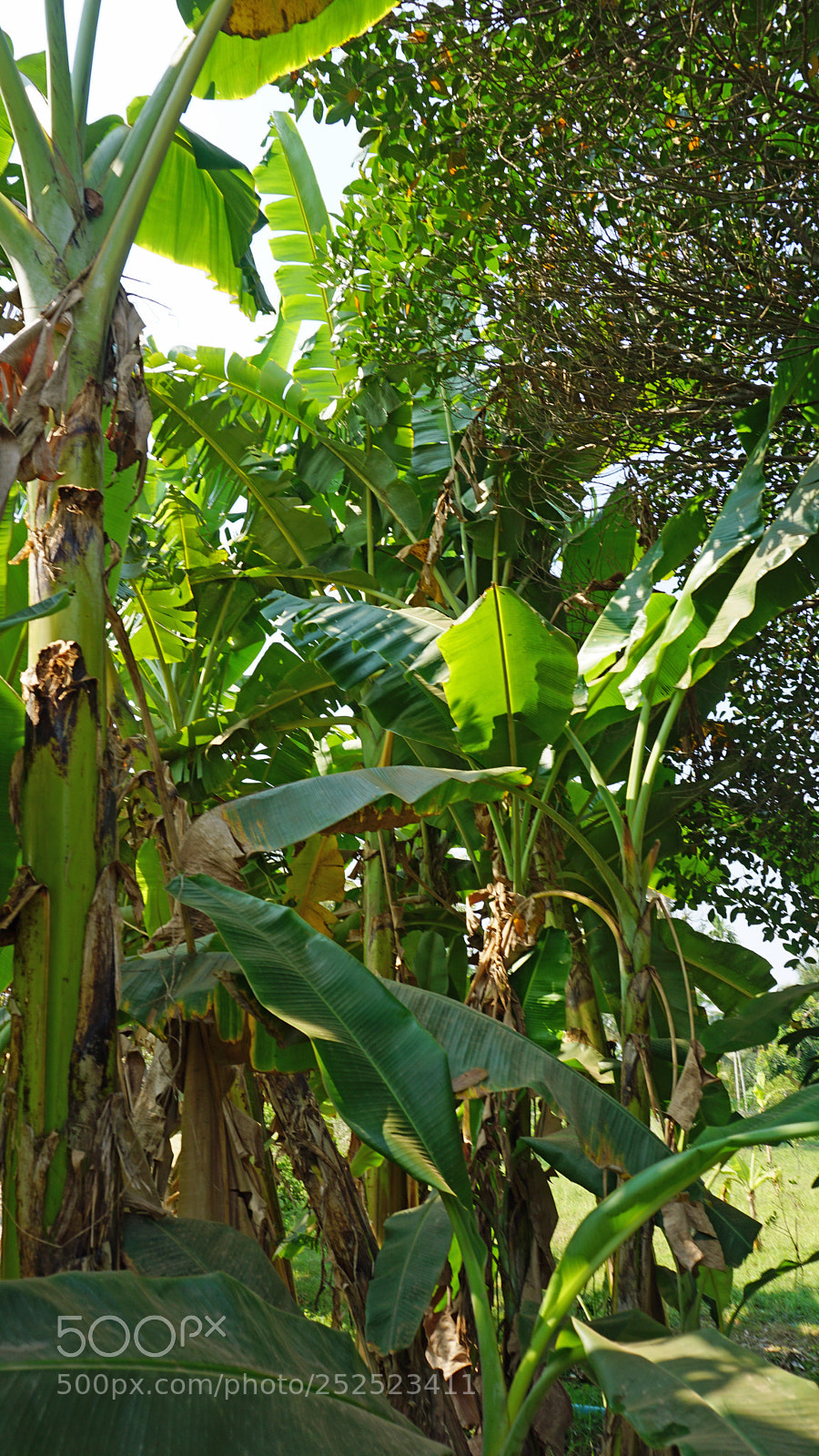 Sony a6000 sample photo. Cropping a coconut photography