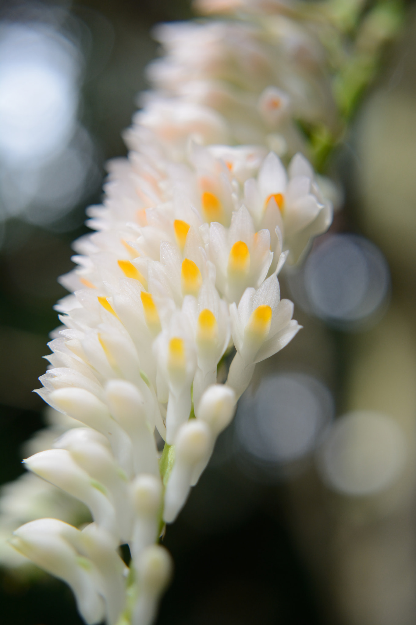 Nikon D7100 sample photo. Orchid photography