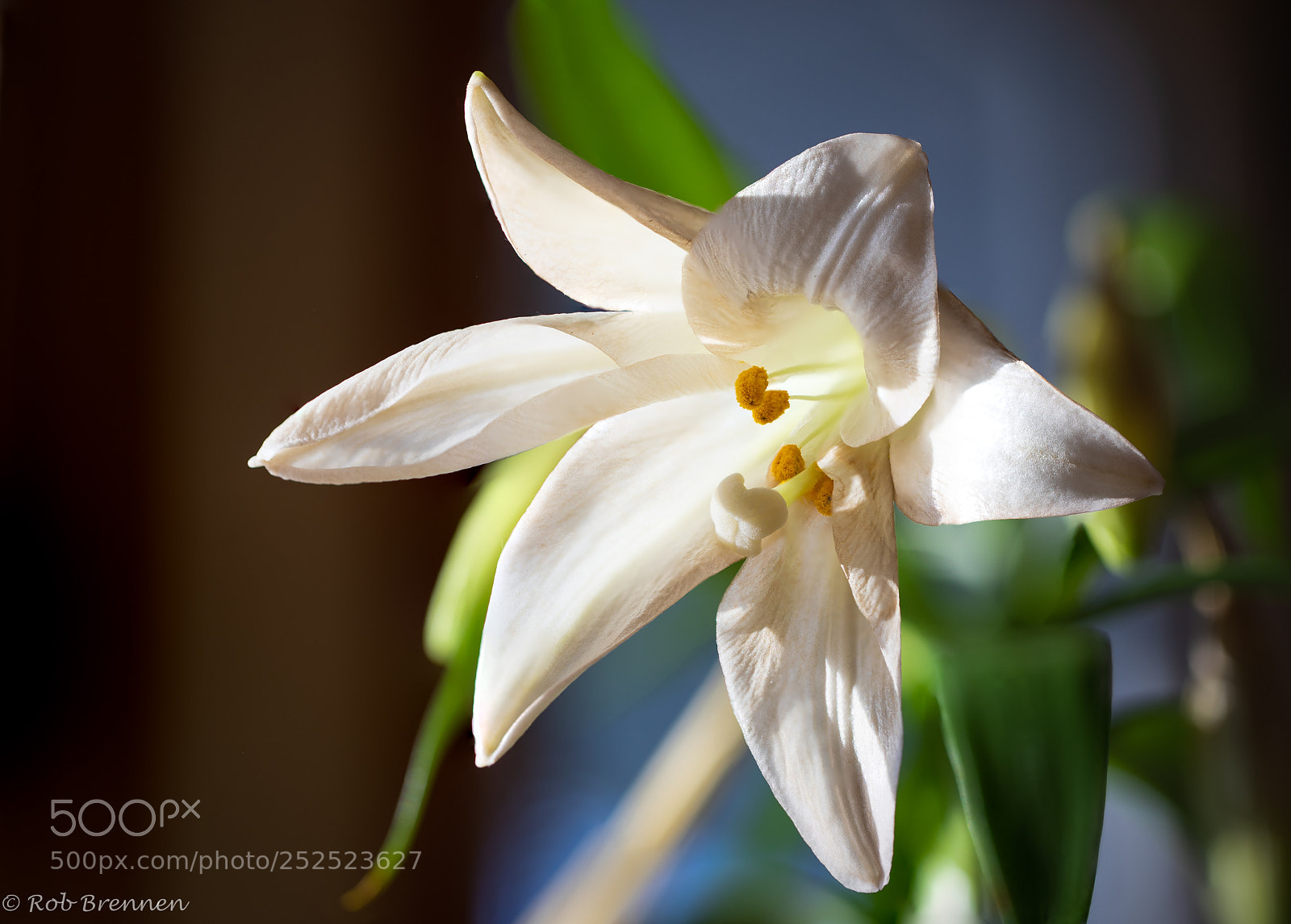 Canon EOS 5D Mark IV sample photo. Easter lily brings hope photography