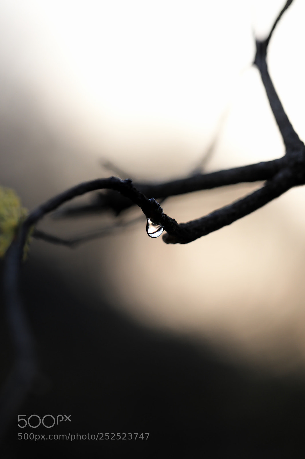 Canon EOS 5D Mark IV sample photo. Drop bird photography