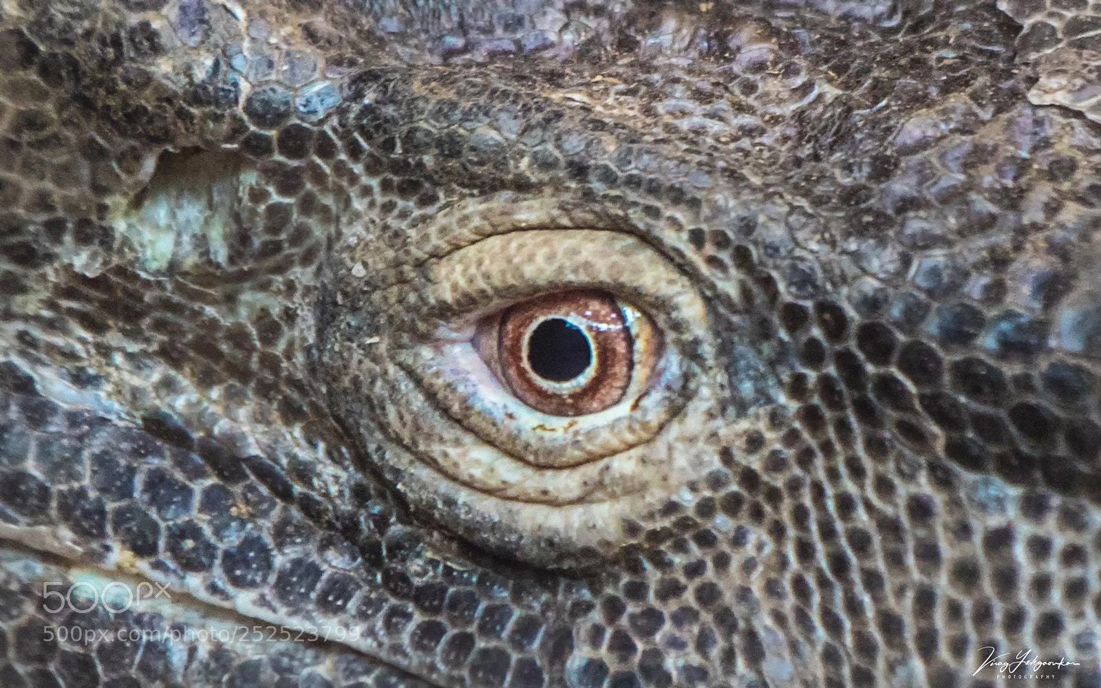 Canon EOS 5D Mark IV sample photo. An eye photography