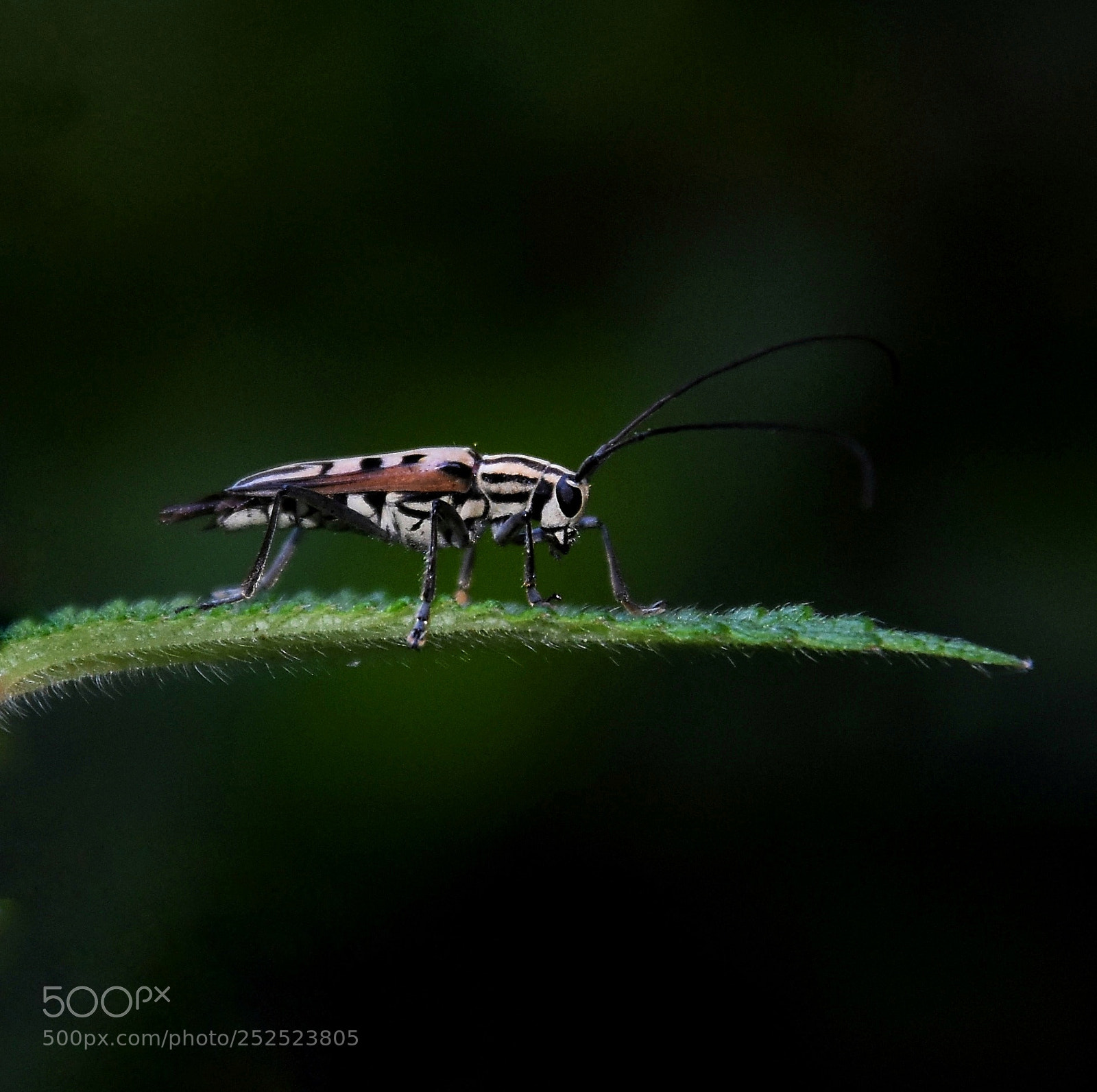 Nikon D7200 sample photo. Macro life photography