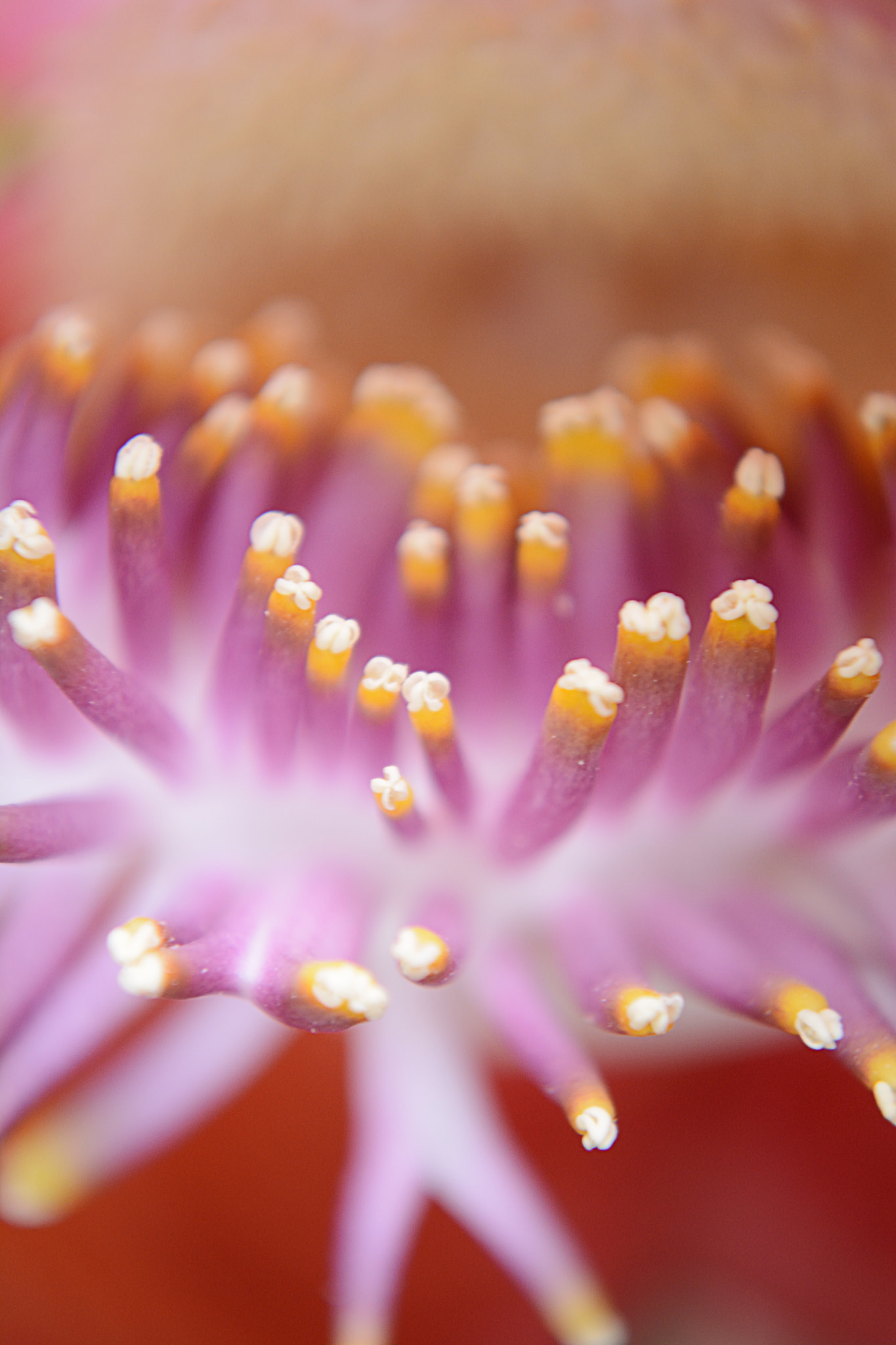 Nikon D7100 sample photo. Cannonball tree photography