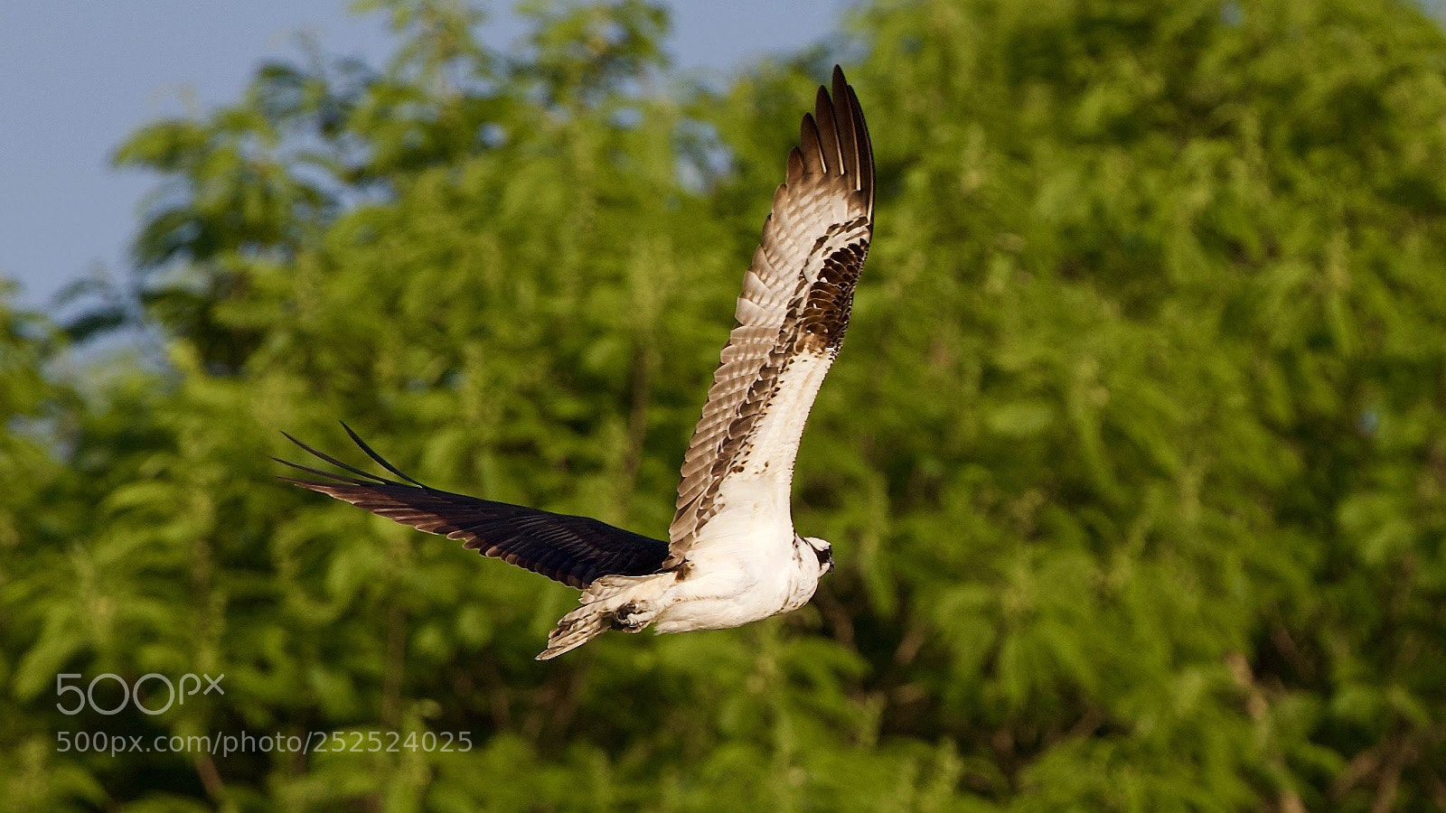 Canon EOS-1D X sample photo. Western osprey photography