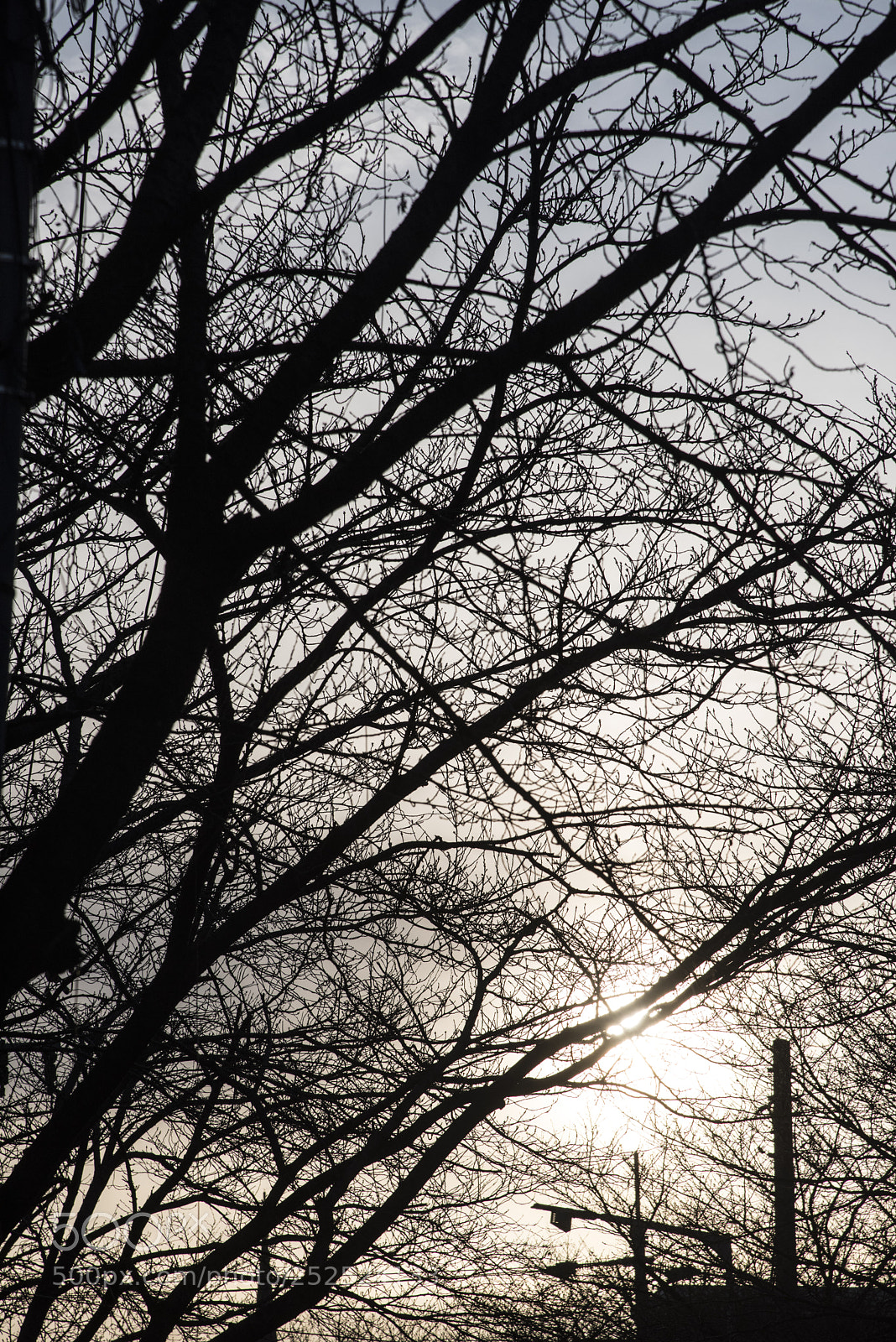 Nikon D810 sample photo. Sprig photography