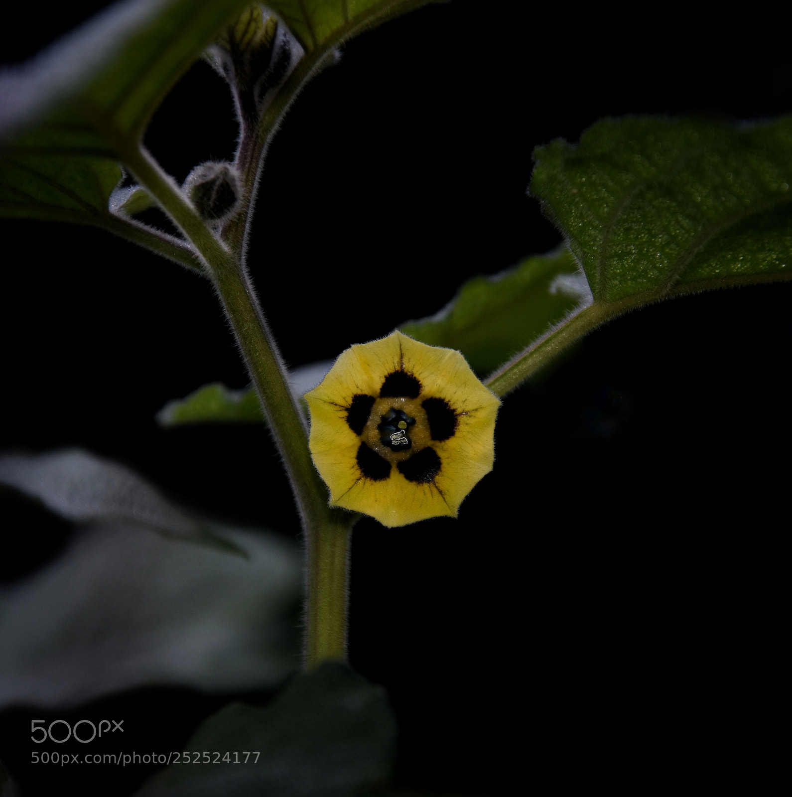 Nikon D7200 sample photo. Physalis photography