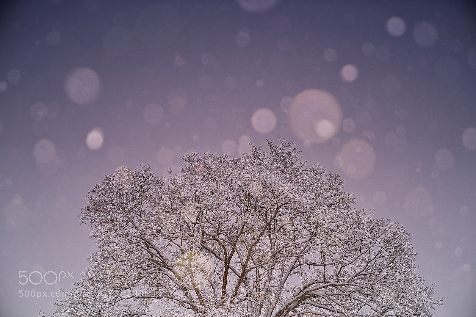 Sony a9 sample photo. April snow lll photography