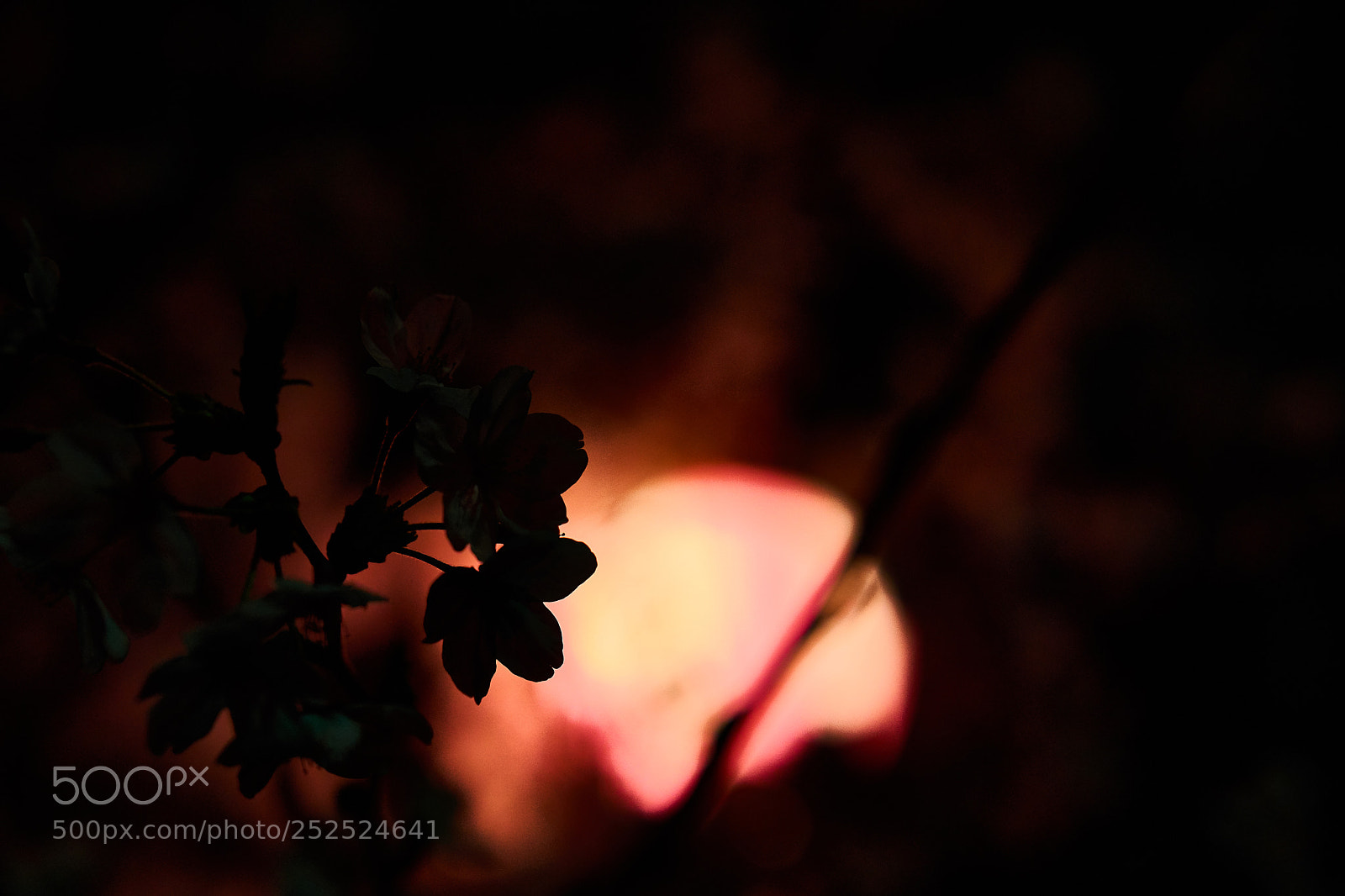 Sony a5100 sample photo. Sakura at night photography