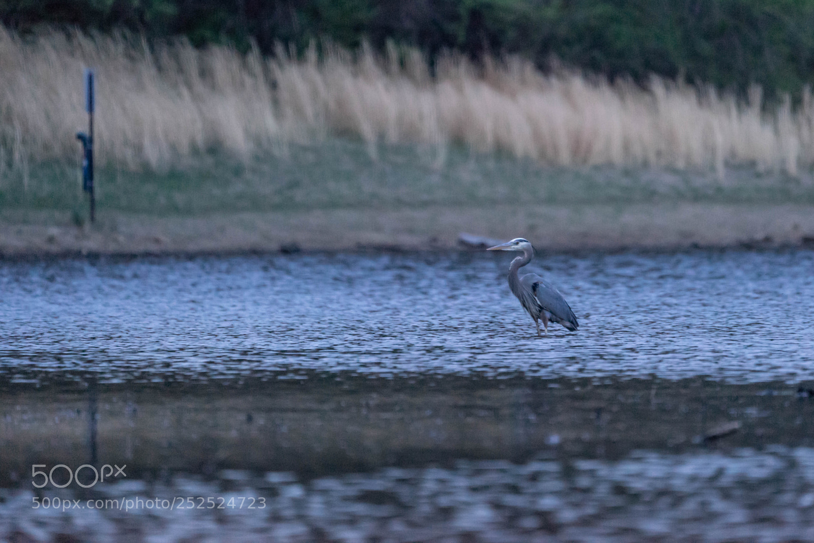 Sony a7R sample photo. Blue heron seen at photography