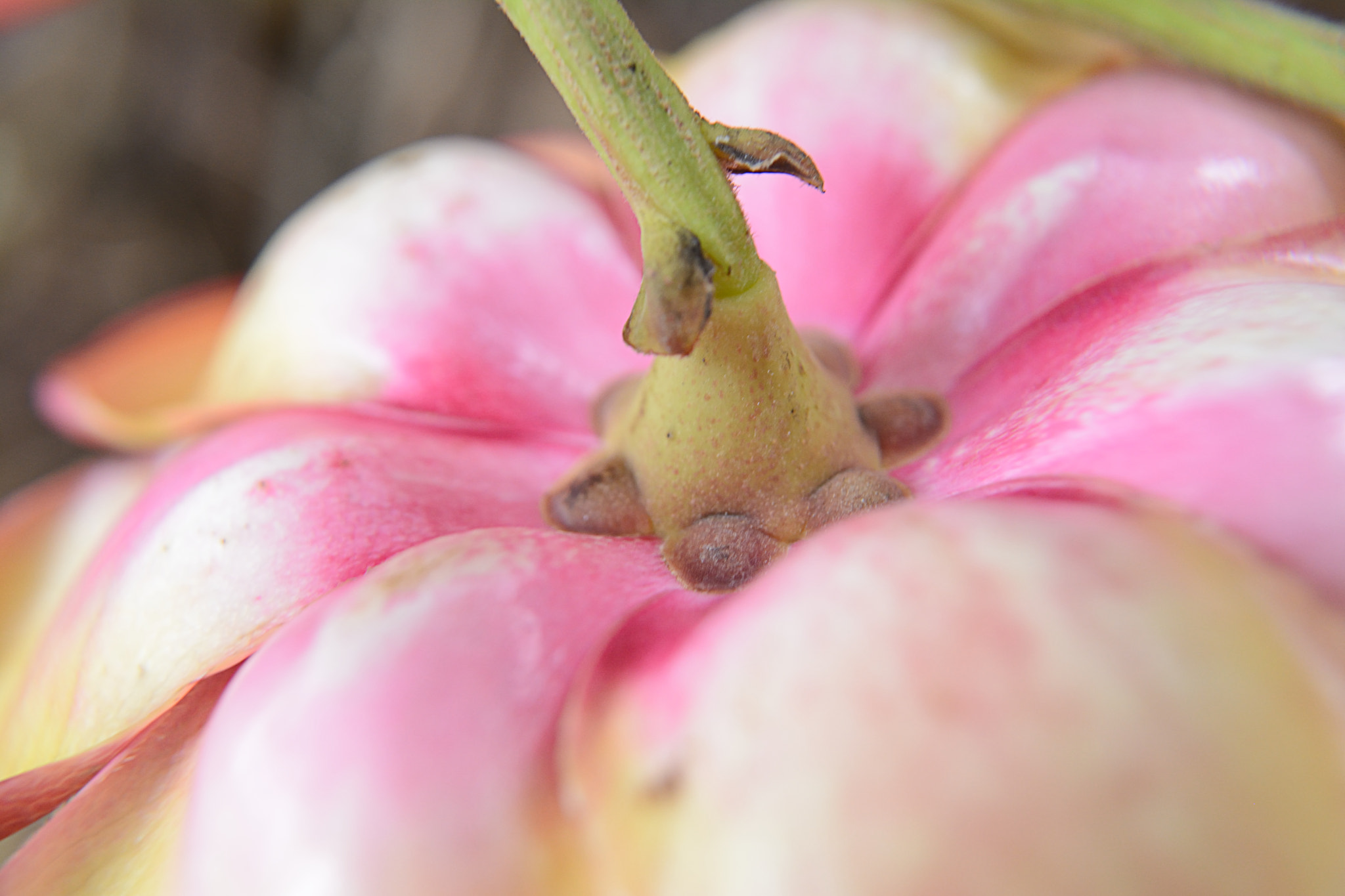 Nikon D7100 sample photo. Cannonball tree photography