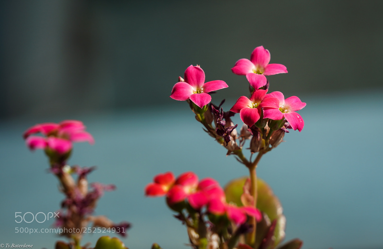 Sony a7R III sample photo. Small and beauty photography