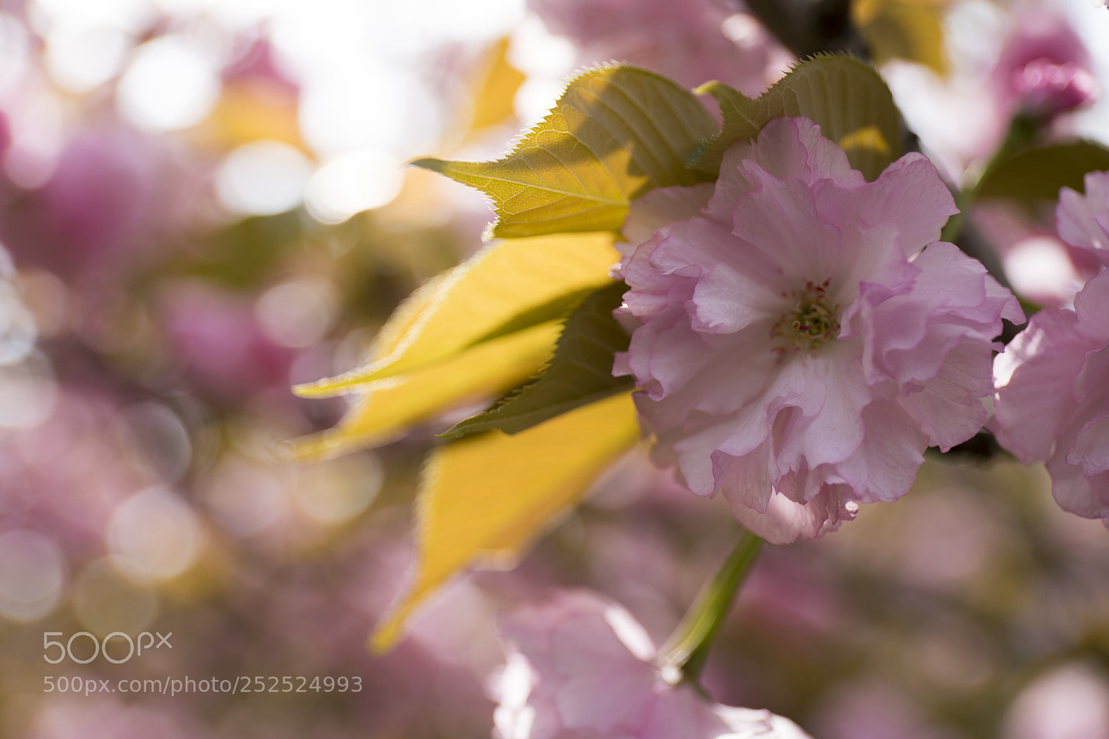Canon EOS 6D Mark II sample photo. Pink photography