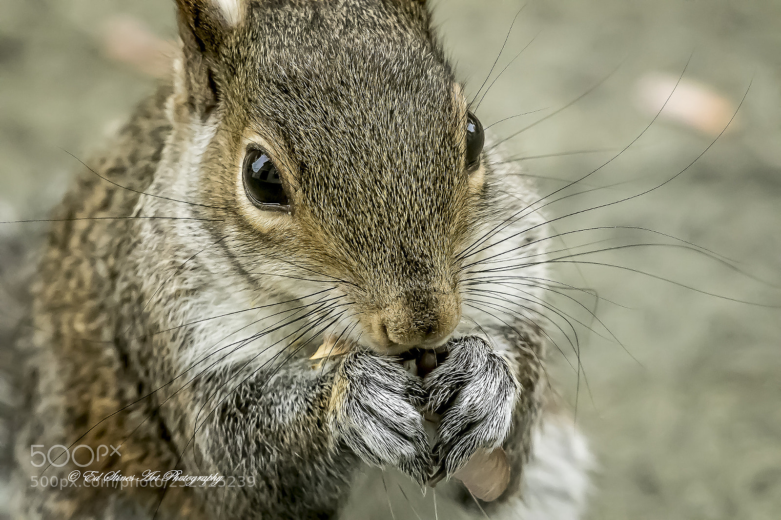 Canon EOS 7D Mark II sample photo. Andy squirrel nibbling on photography