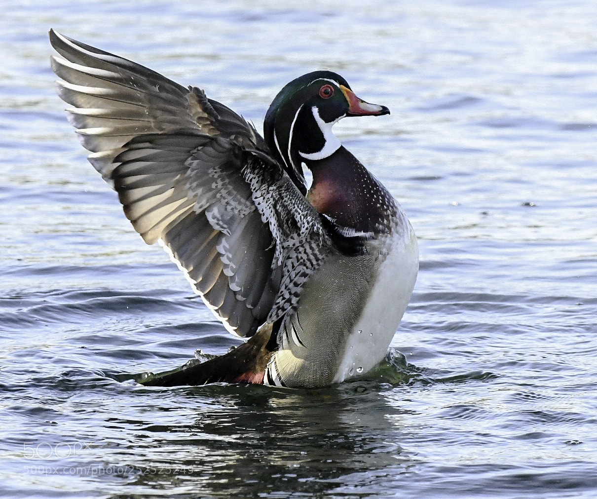 Nikon D500 sample photo. Wood duck returns photography