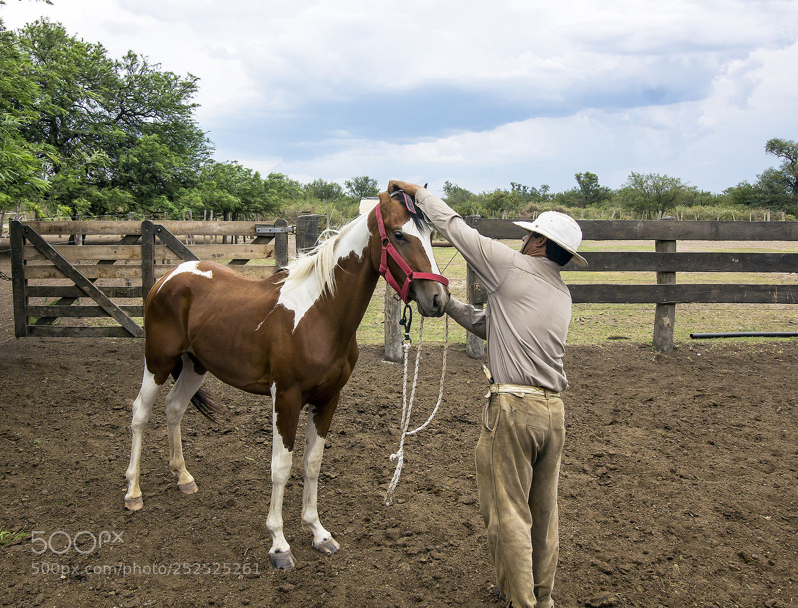Sony Alpha NEX-7 sample photo. Potrillo... photography