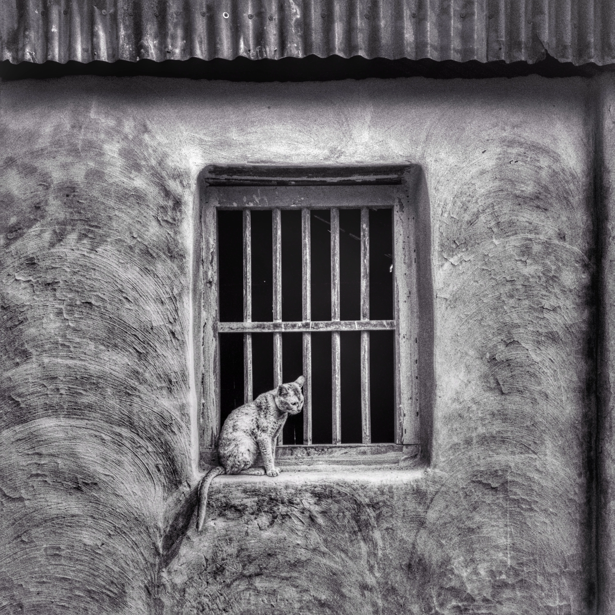 HUAWEI nova 2i sample photo. Lonely cat photography