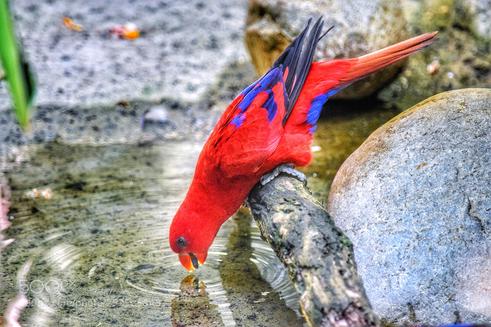 Nikon D5300 sample photo. Thirsty ?  photography