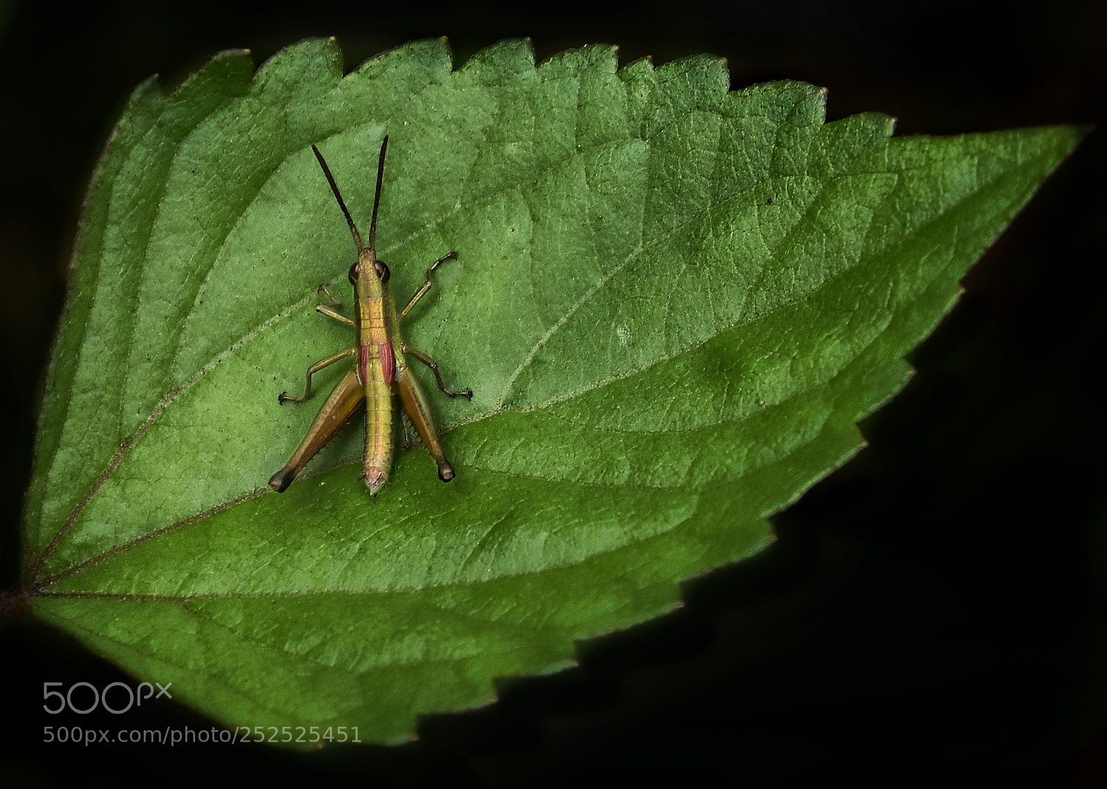Nikon D7200 sample photo. Grass hopper photography