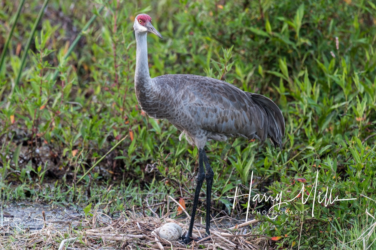 Nikon D850 sample photo. Sand hill crane with photography