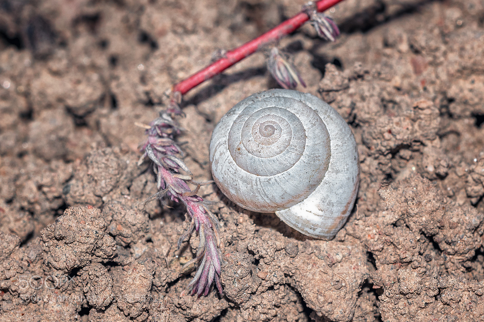 Nikon D5300 sample photo. Shell close up photography