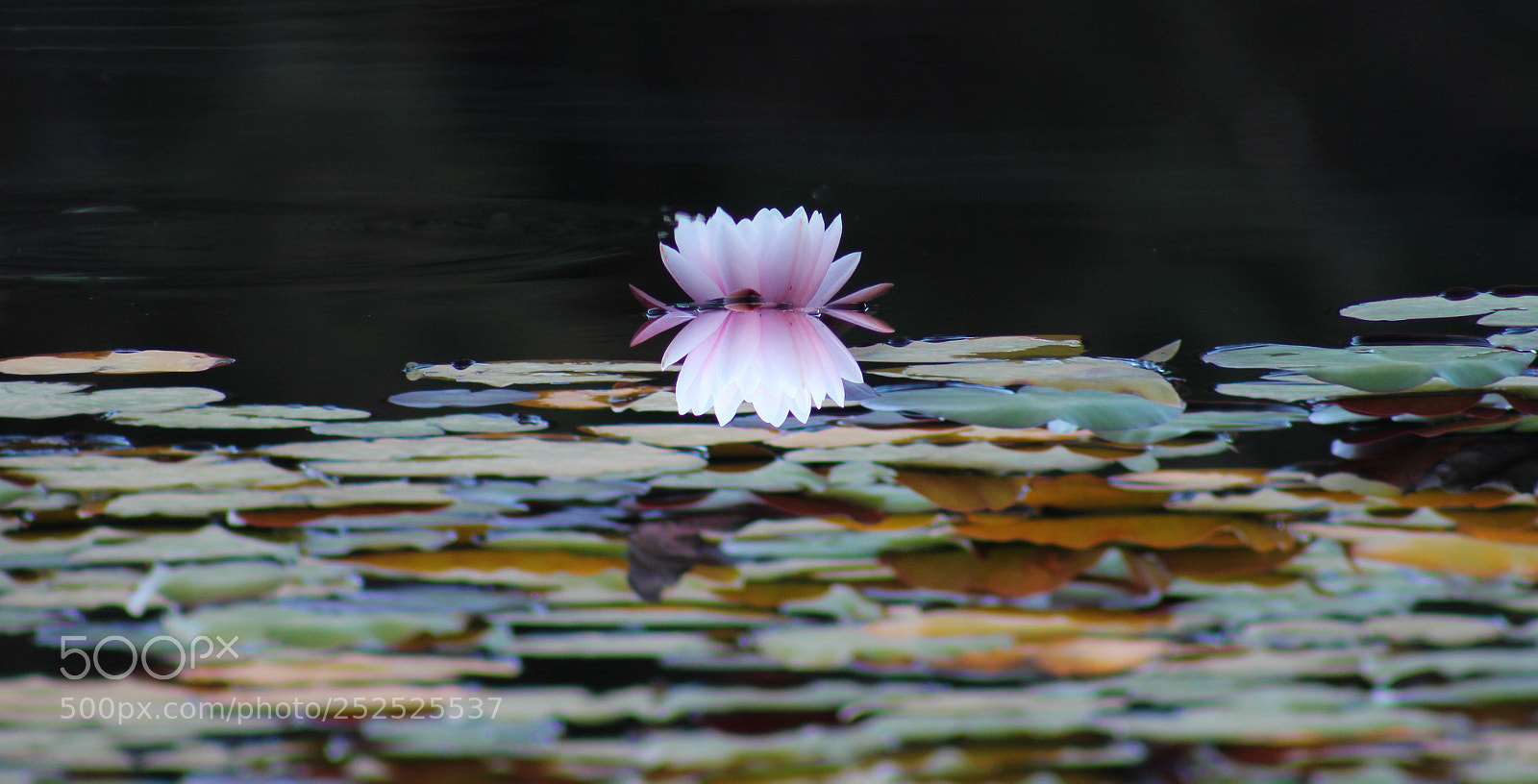 Canon EOS 600D (Rebel EOS T3i / EOS Kiss X5) sample photo. Flor de loto photography