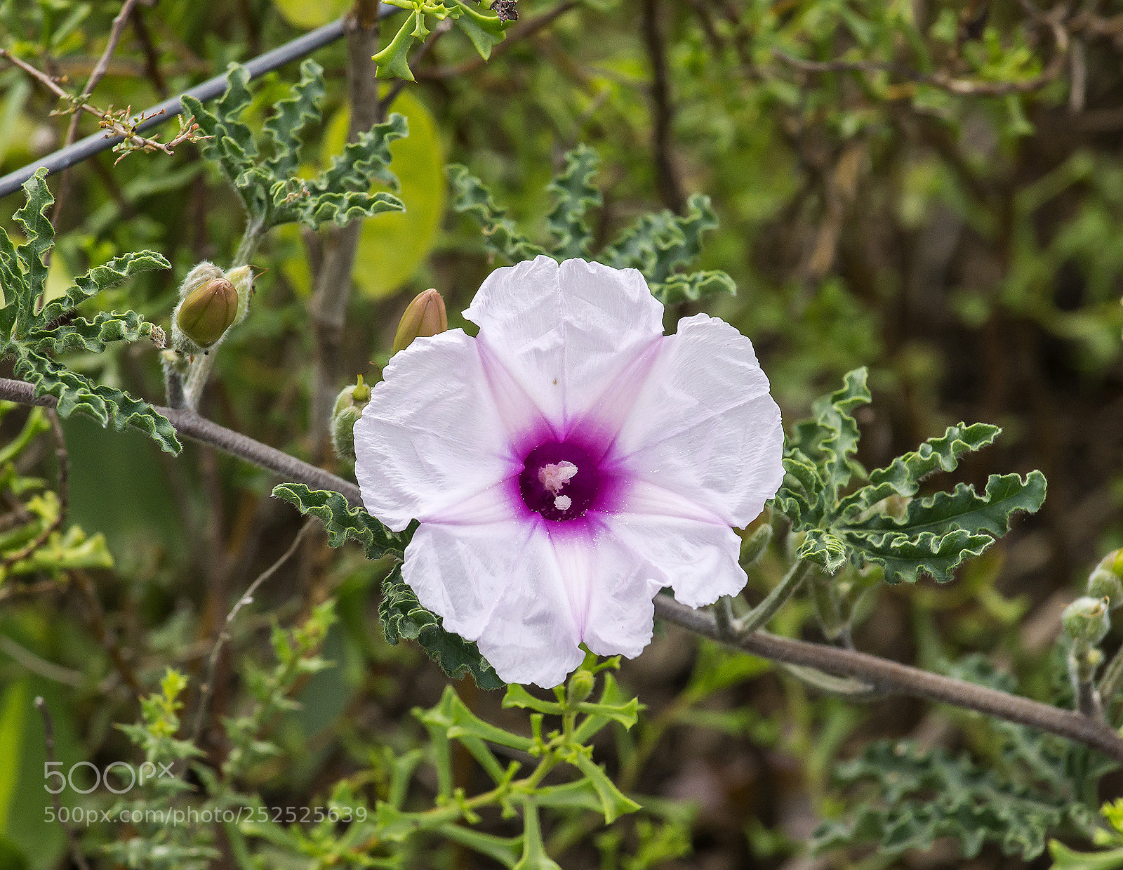 Sony Alpha NEX-7 sample photo. Untitled photography
