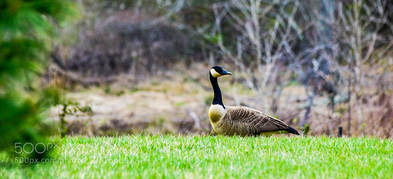 Sony a6000 sample photo. Goose in repose photography