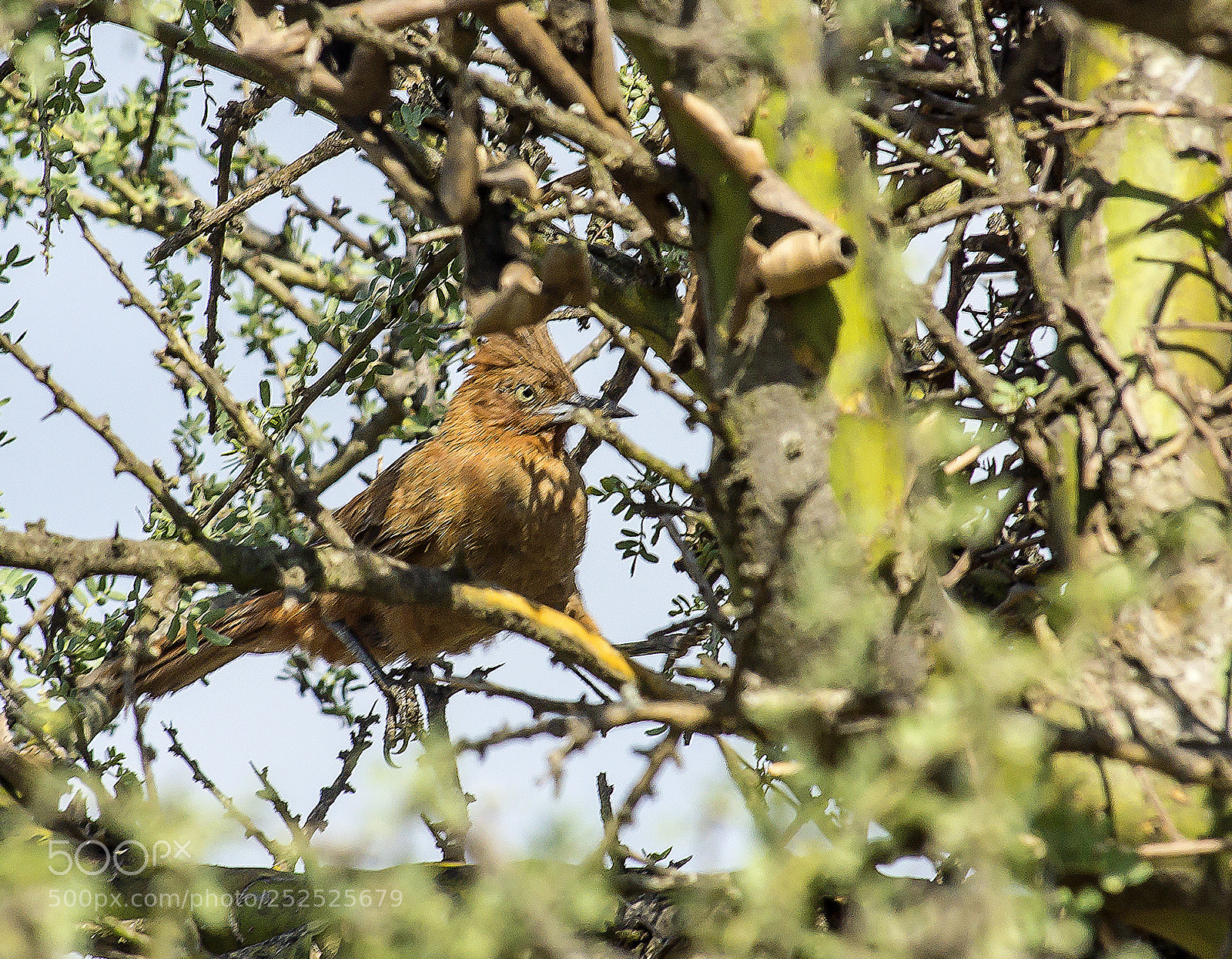 Sony Alpha NEX-7 sample photo. Cacholote... photography