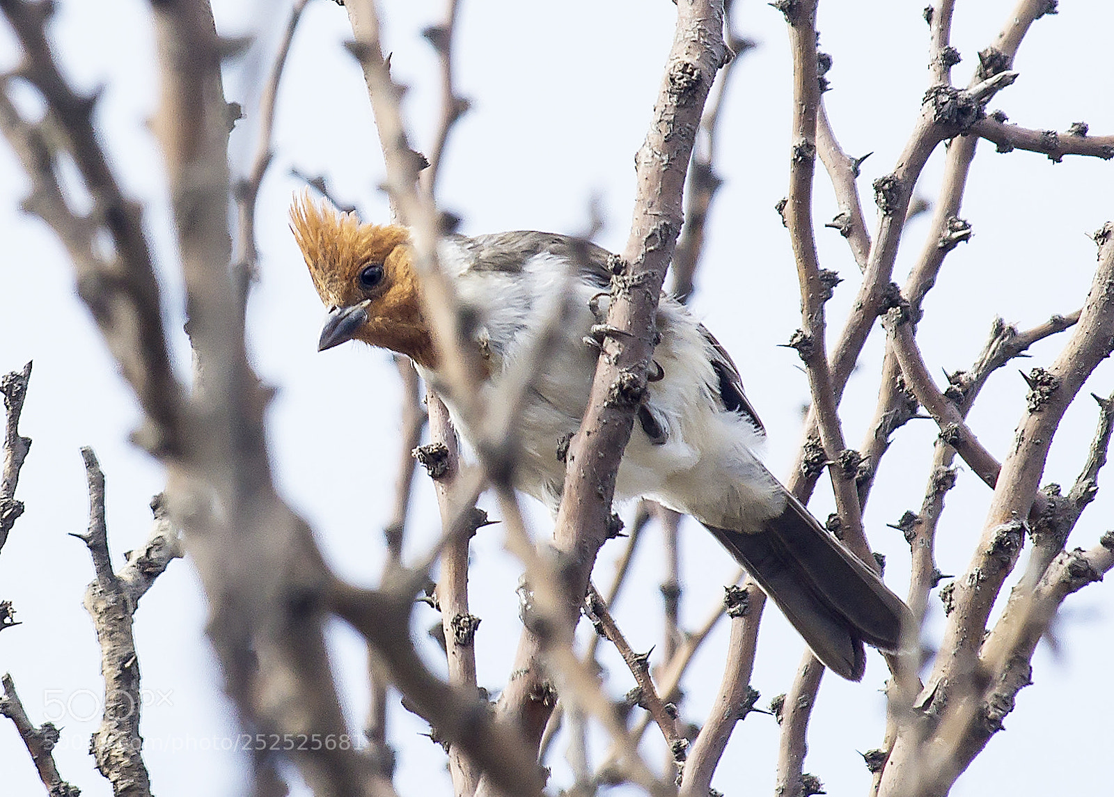 Sony Alpha NEX-7 sample photo. Cardenal juvenil... photography