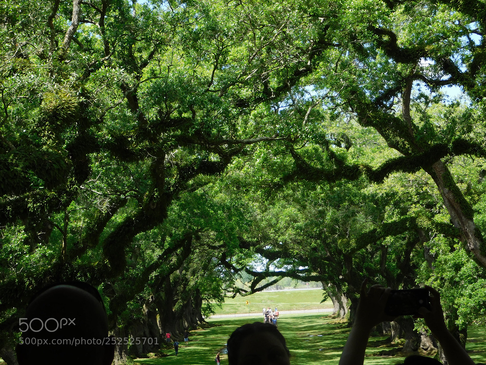 Nikon Coolpix B500 sample photo. Tunnel of trees photography