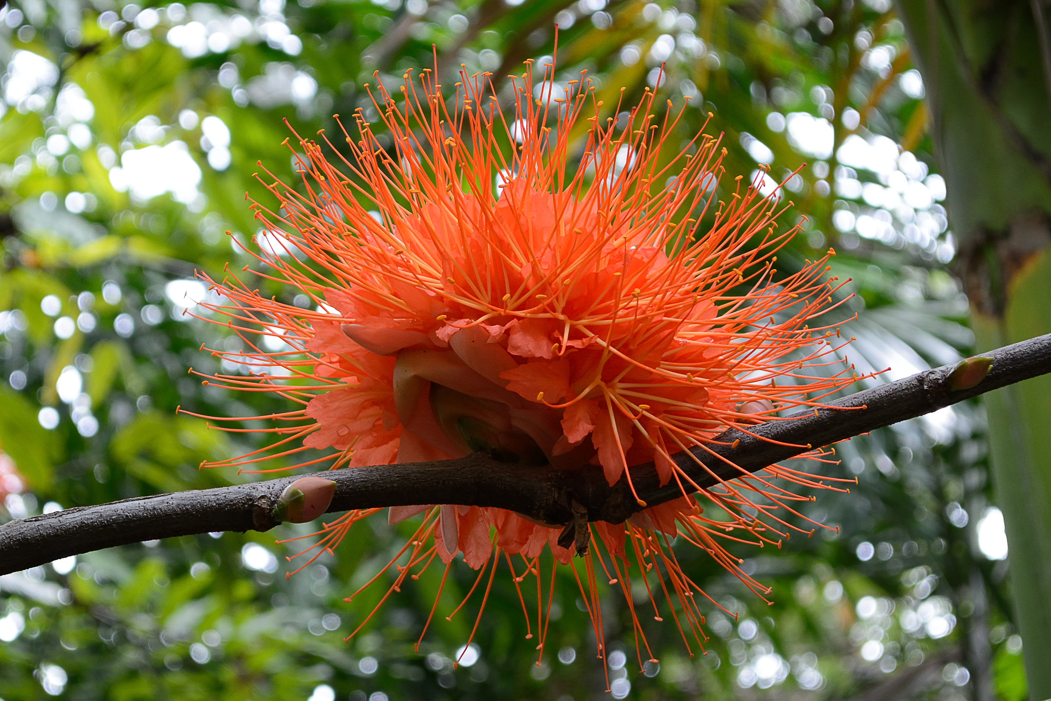 Nikon D7100 sample photo. An explosive flower photography