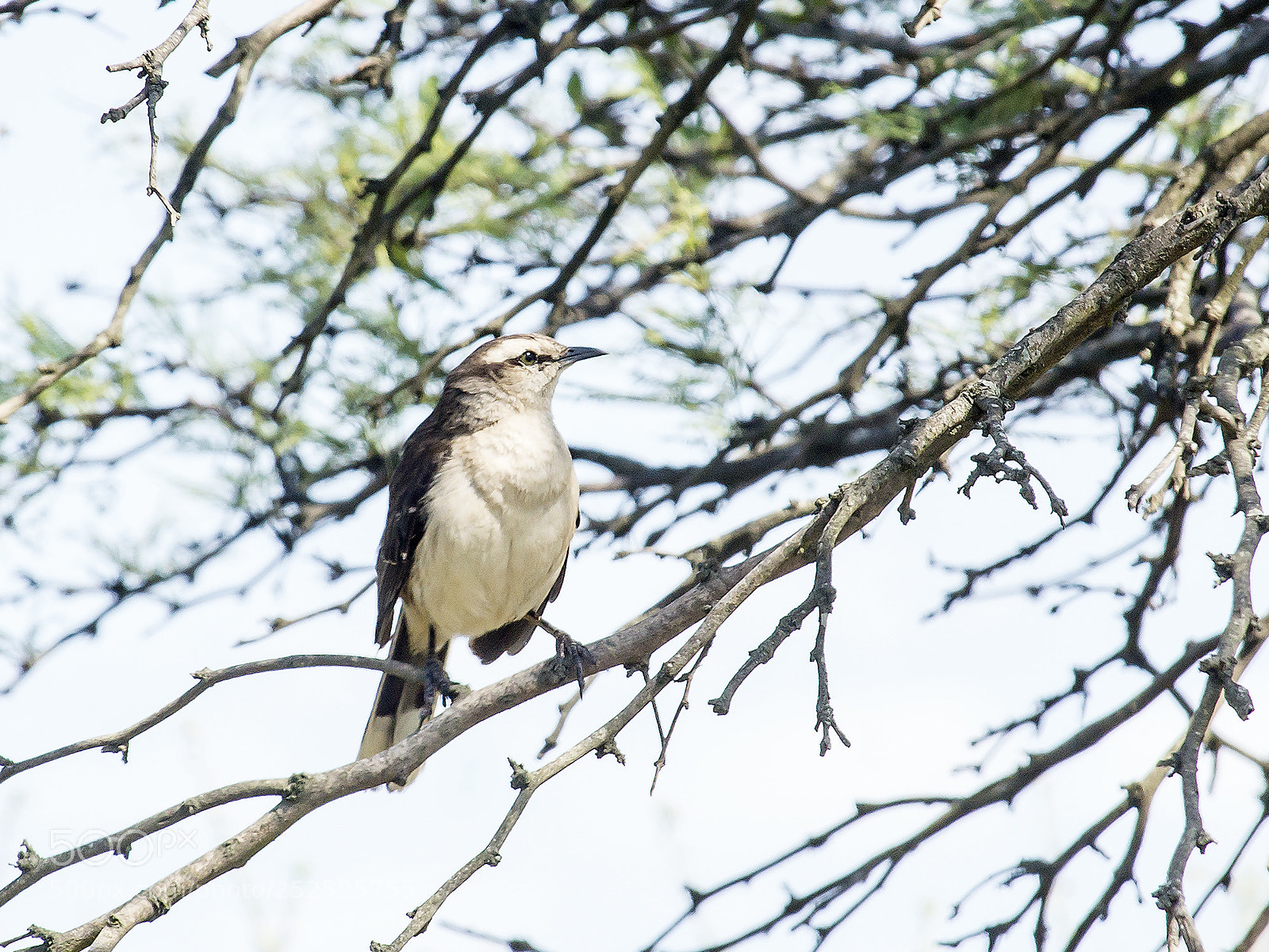 Sony Alpha NEX-7 sample photo. Calandria... photography