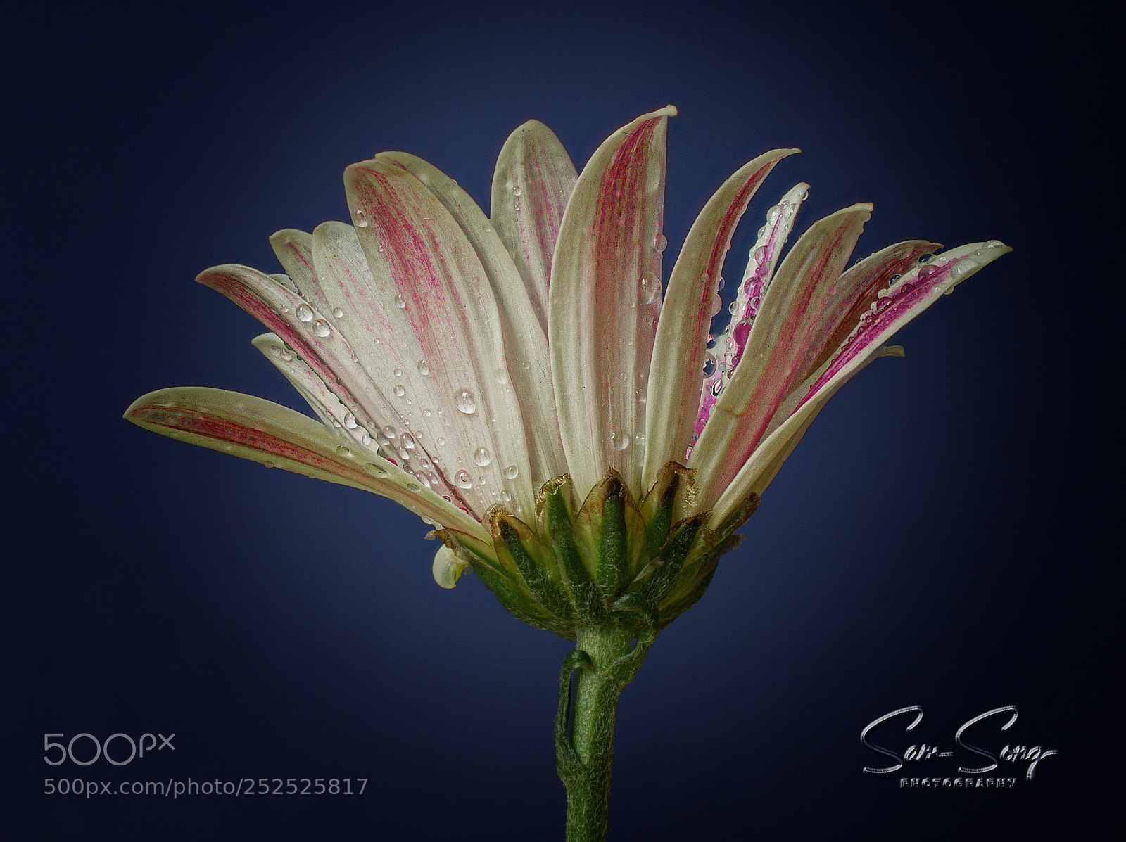 Olympus OM-D E-M10 III sample photo. Chrysanthemum side view photography
