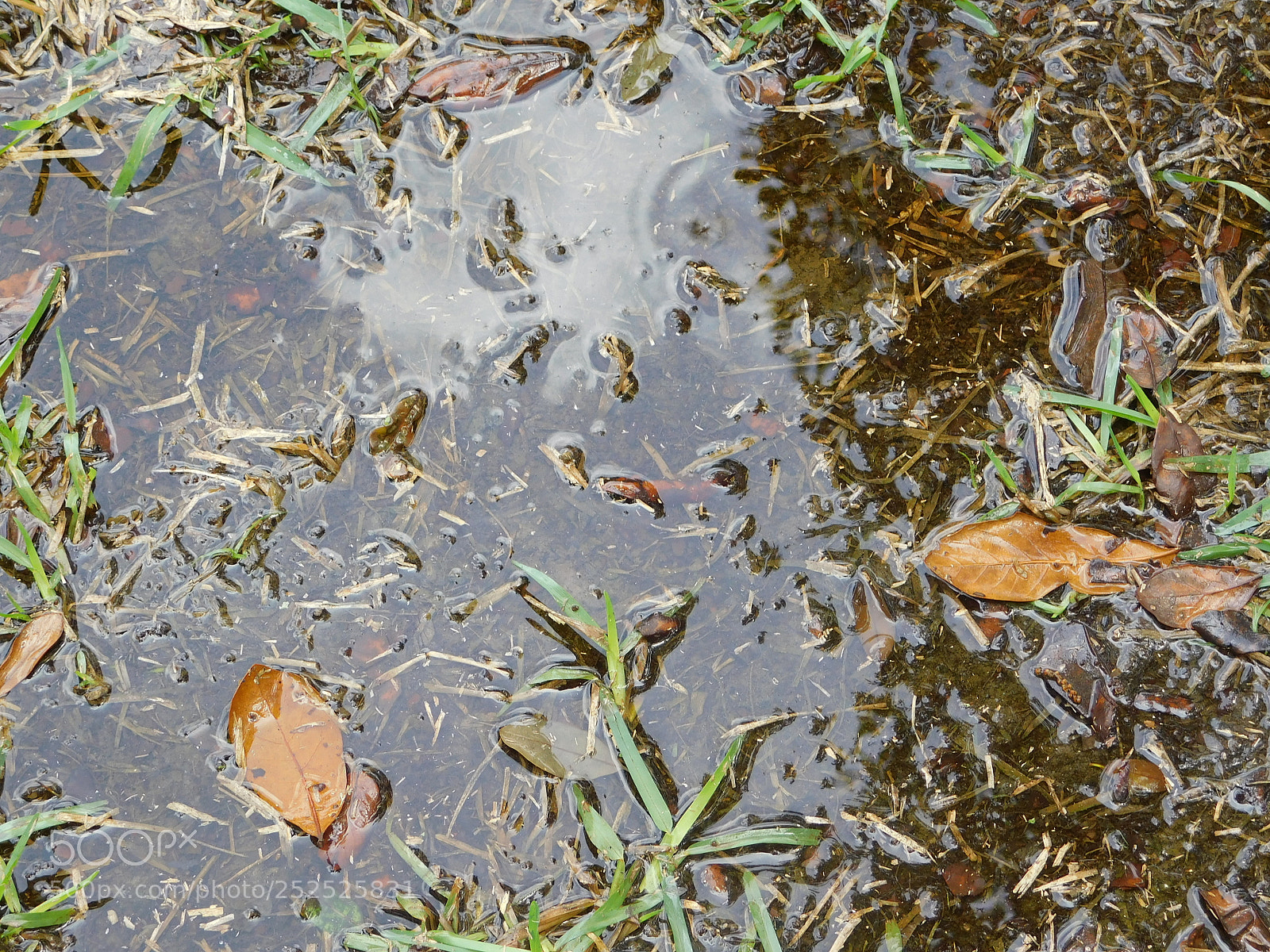 Nikon Coolpix B500 sample photo. Plant puddle photography